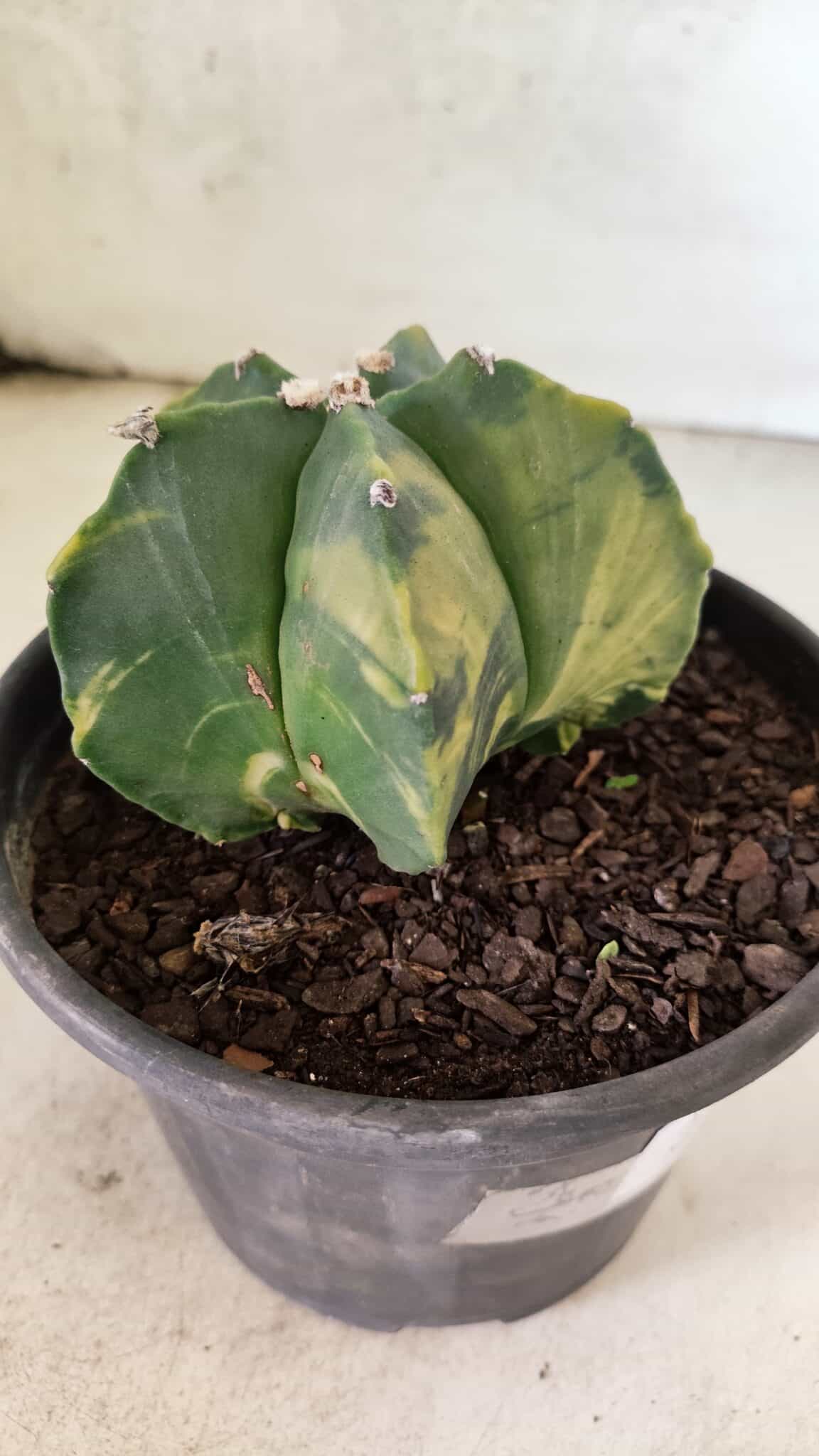 MATRIZ ASTROPHYTUM Myriostigma "Variegata" Nº 1127 – vaso 15 - foto 6