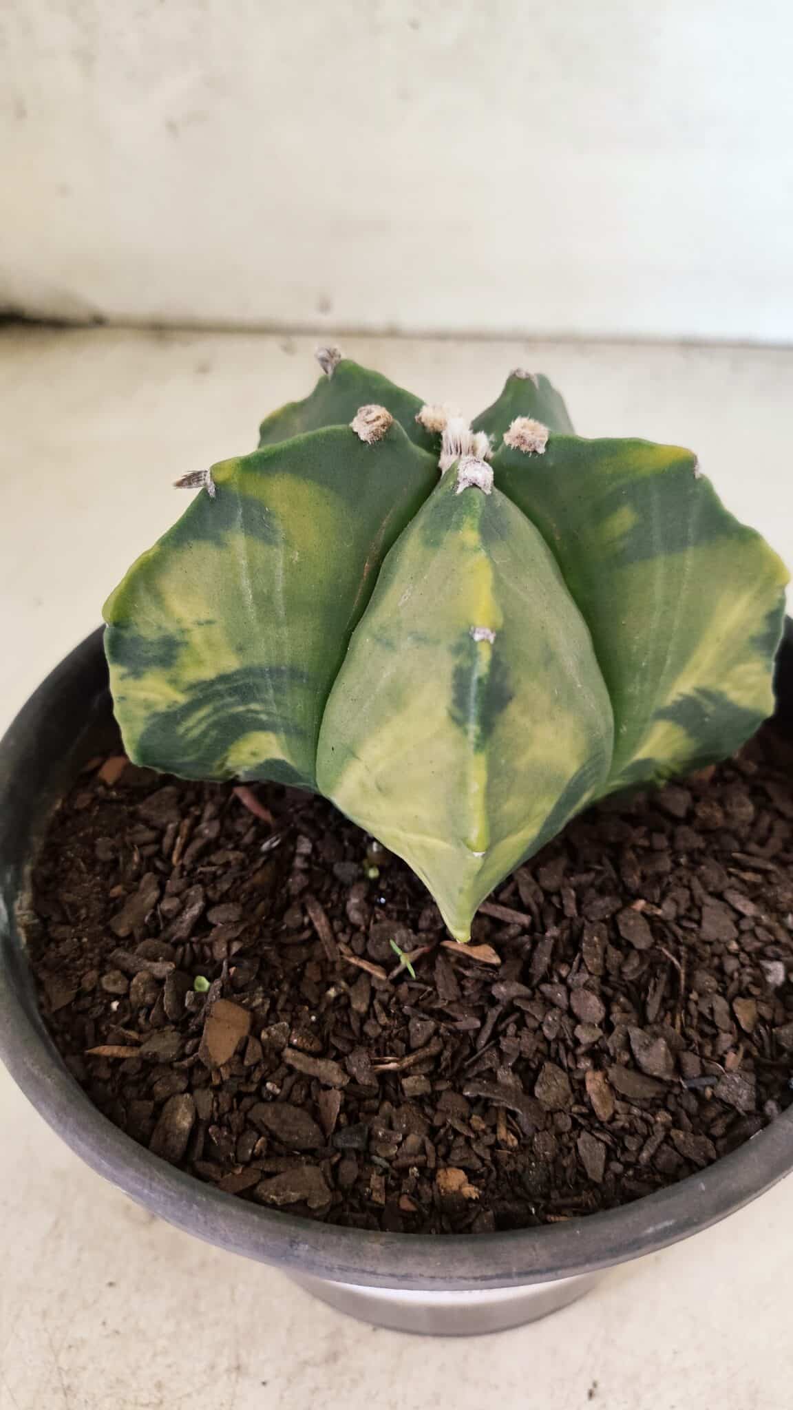 MATRIZ ASTROPHYTUM Myriostigma "Variegata" Nº 1127 – vaso 15 - foto 3