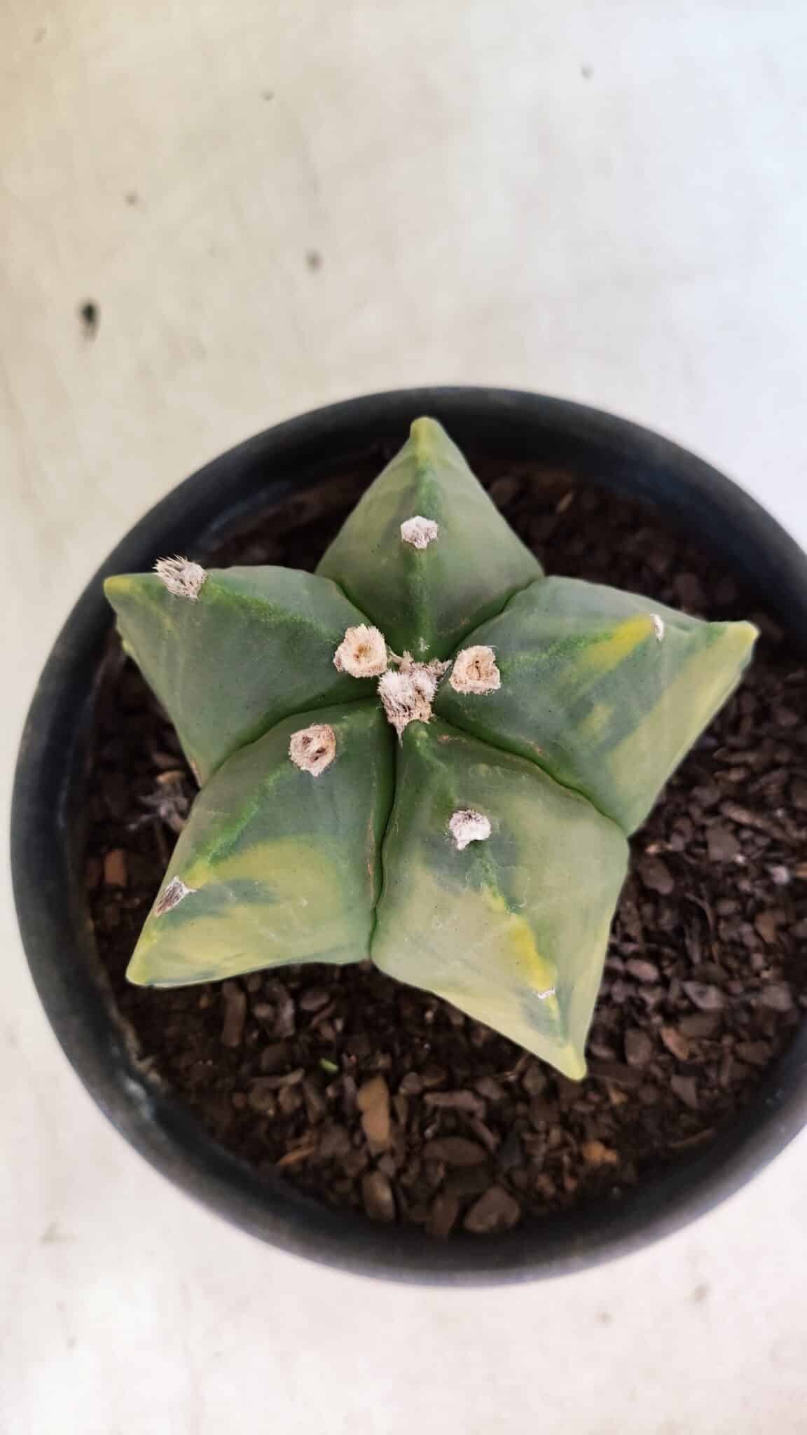 MATRIZ ASTROPHYTUM Myriostigma "Variegata" Nº 1127 – vaso 15 - foto 7