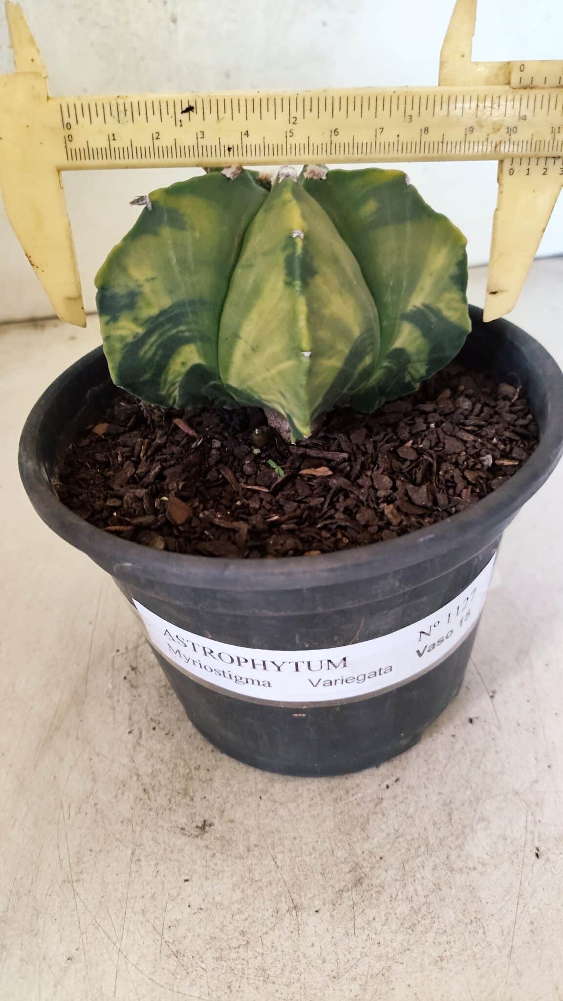 MATRIZ ASTROPHYTUM Myriostigma "Variegata" Nº 1127 – vaso 15 - foto 4