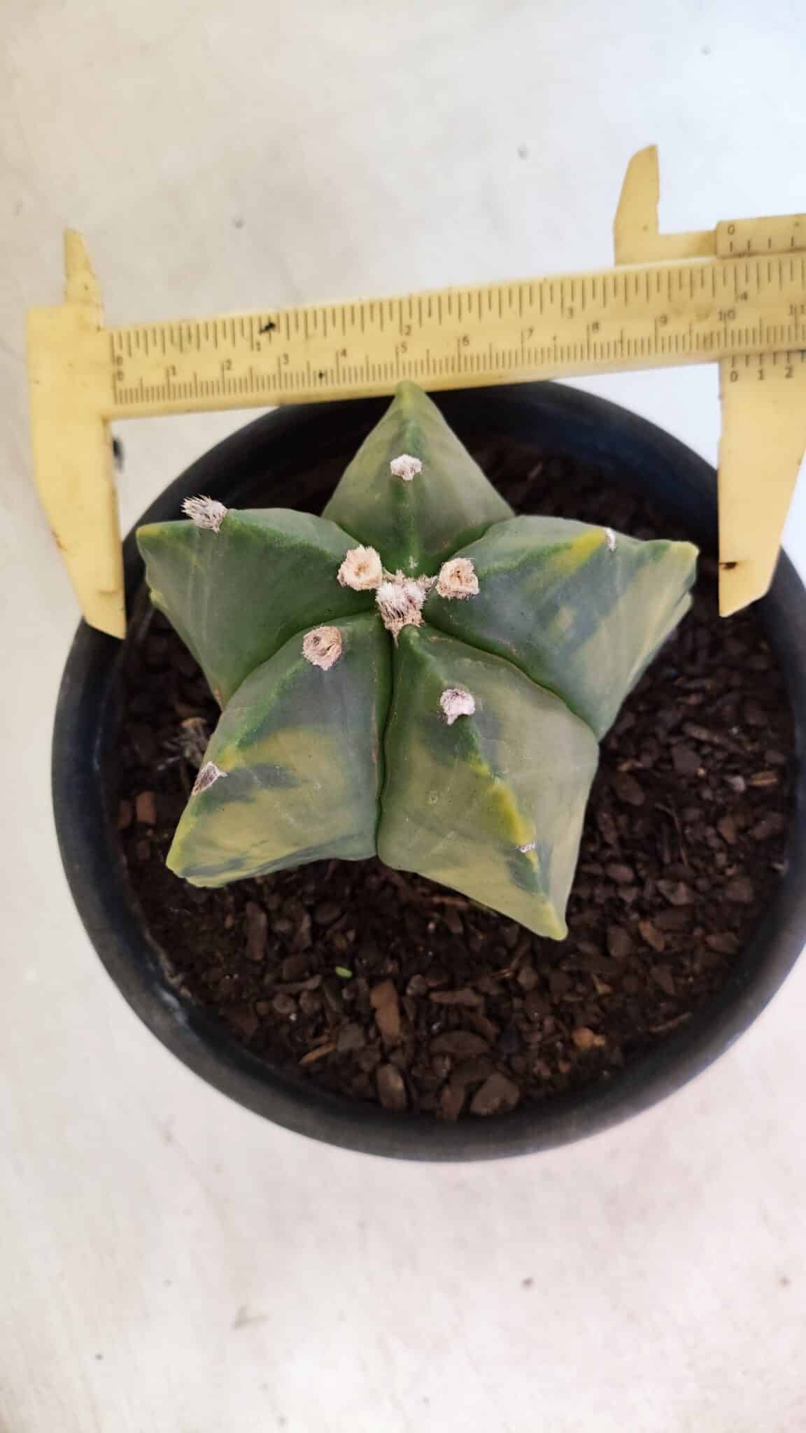 MATRIZ ASTROPHYTUM Myriostigma "Variegata" Nº 1127 – vaso 15 - foto 10