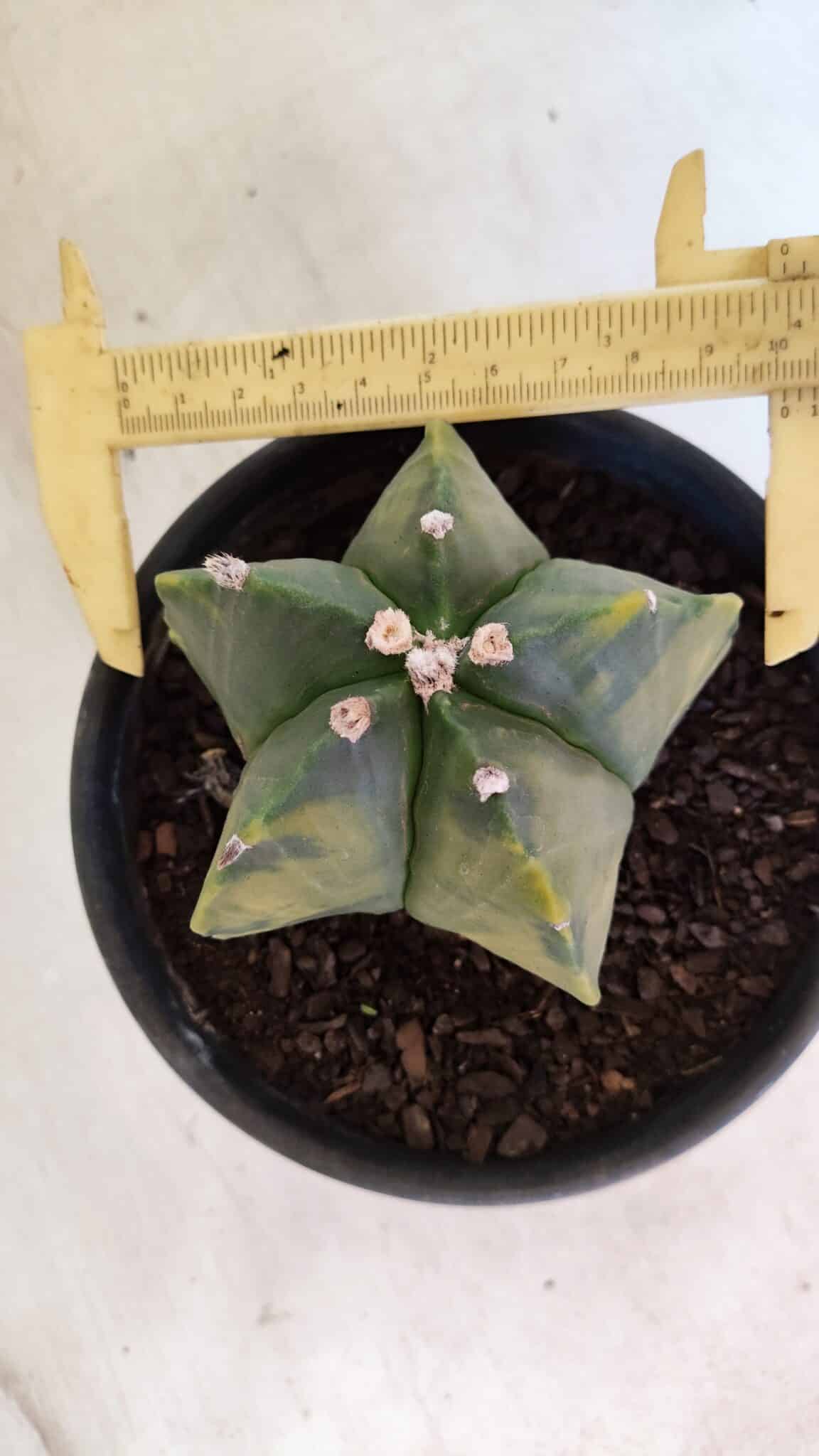 MATRIZ ASTROPHYTUM Myriostigma "Variegata" Nº 1127 – vaso 15 - foto 5