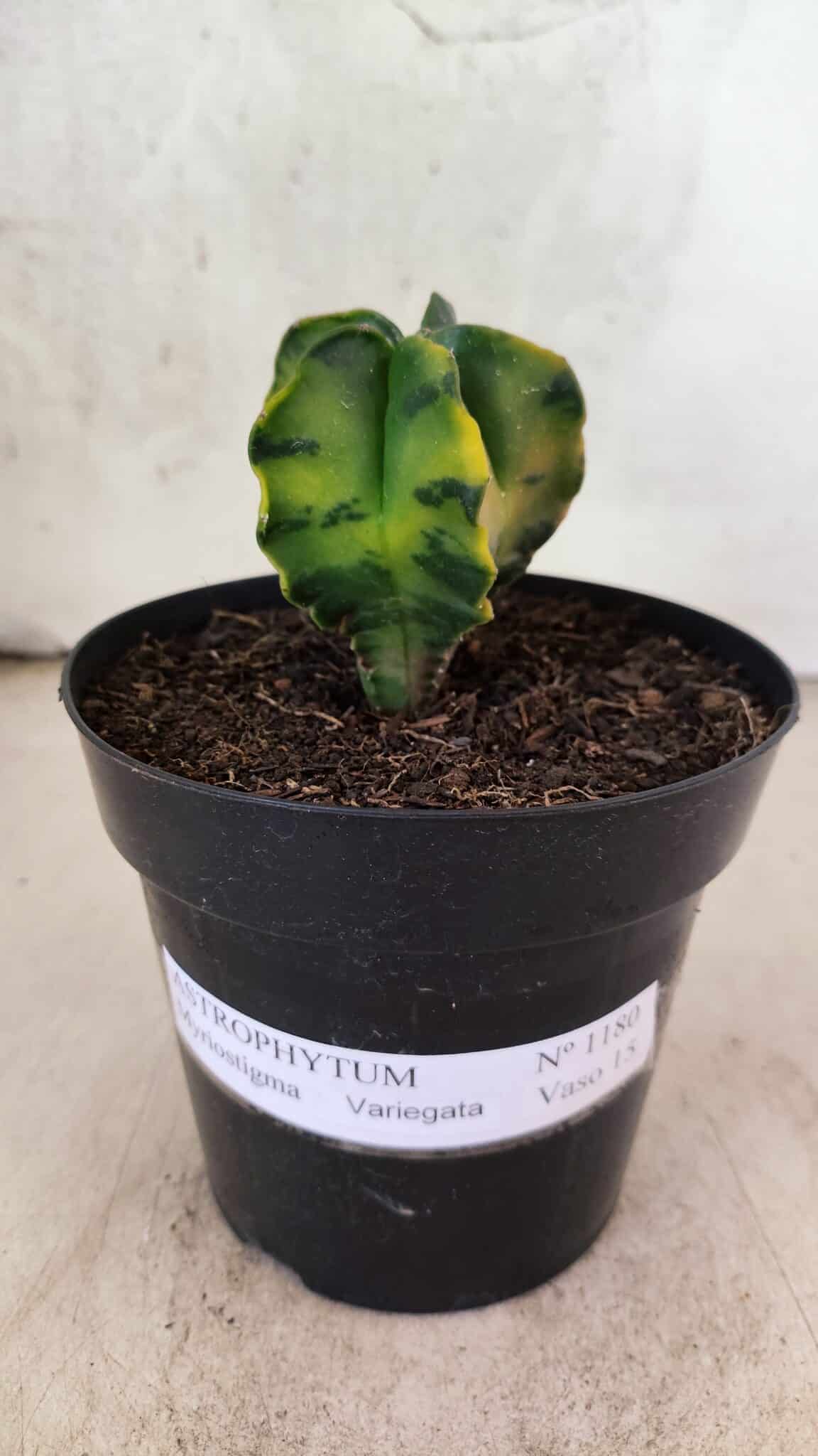 MATRIZ ASTROPHYTUM Myriostigma "Variegata" Nº 1180 – vaso 15 - foto 2