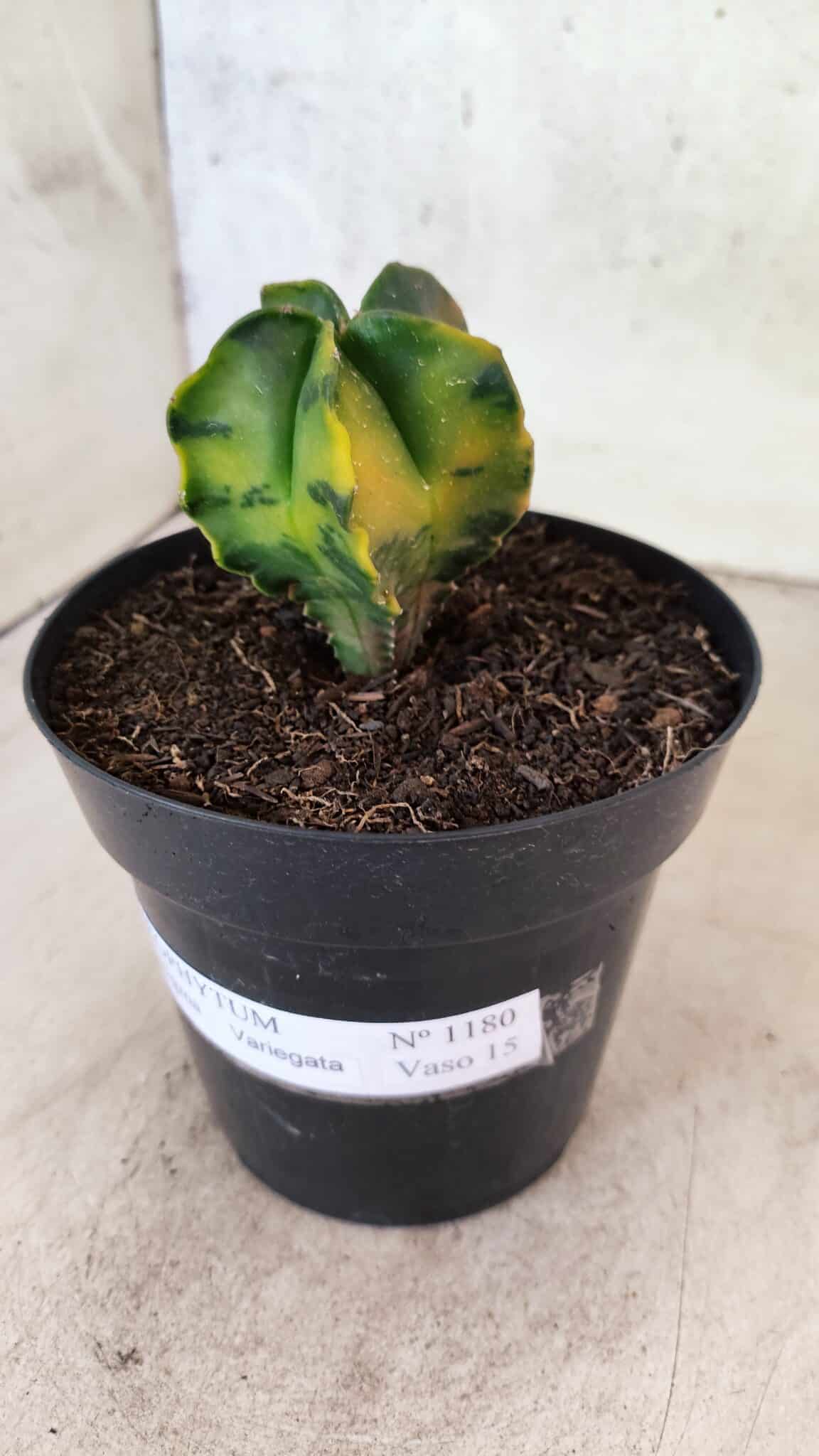MATRIZ ASTROPHYTUM Myriostigma "Variegata" Nº 1180 – vaso 15 - foto 9