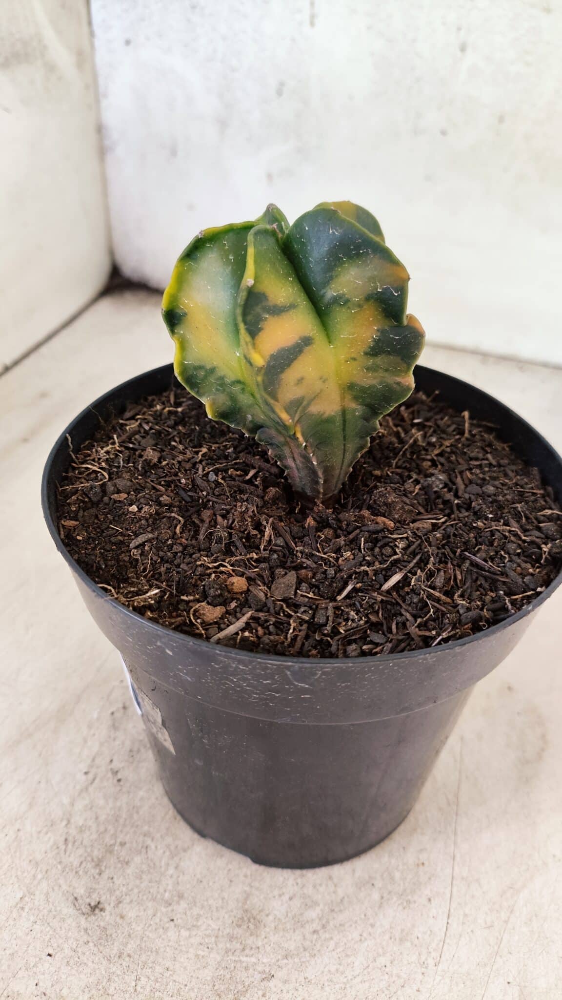 MATRIZ ASTROPHYTUM Myriostigma "Variegata" Nº 1180 – vaso 15 - foto 3