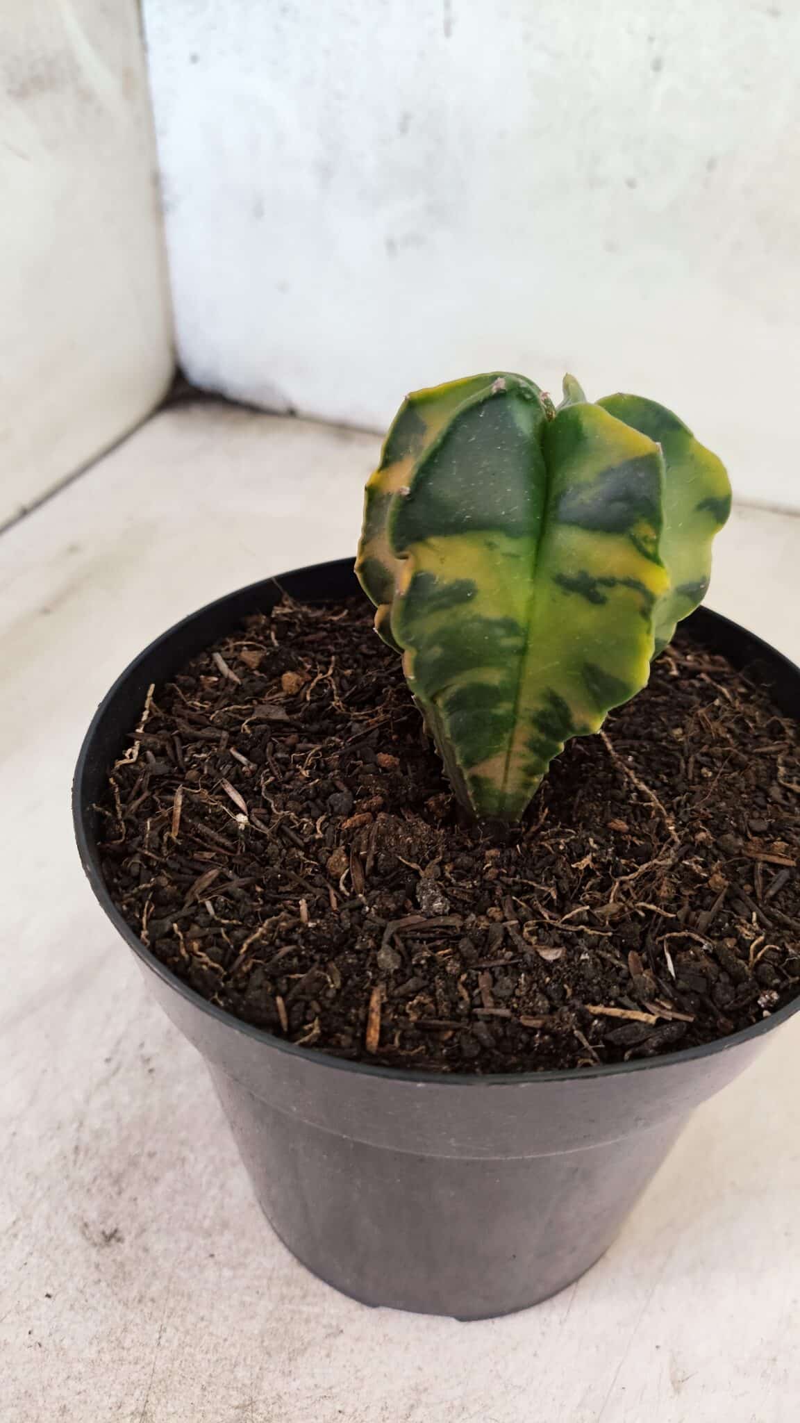 MATRIZ ASTROPHYTUM Myriostigma "Variegata" Nº 1180 – vaso 15 - foto 8