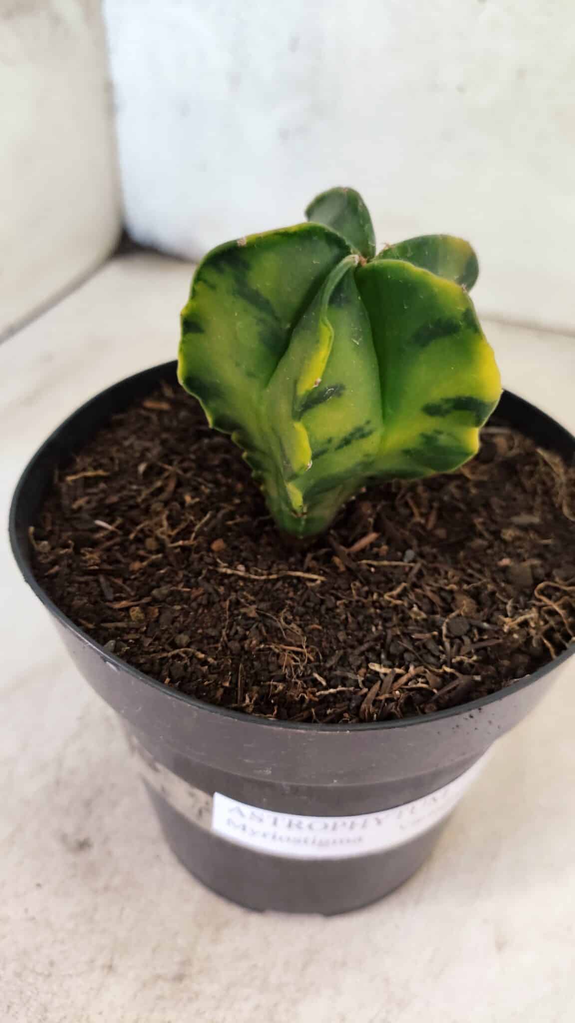 MATRIZ ASTROPHYTUM Myriostigma "Variegata" Nº 1180 – vaso 15 - foto 7