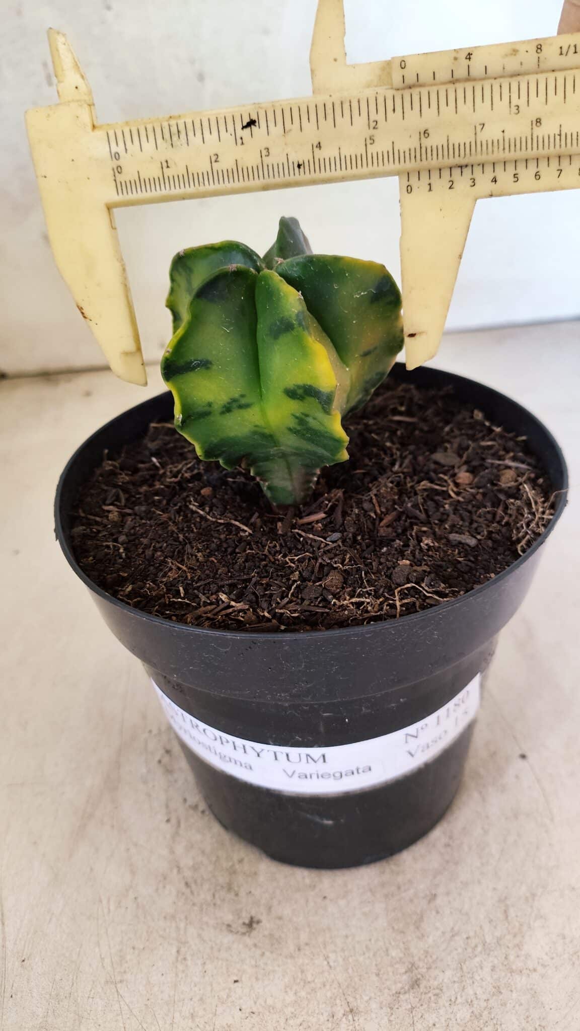 MATRIZ ASTROPHYTUM Myriostigma "Variegata" Nº 1180 – vaso 15 - foto 6