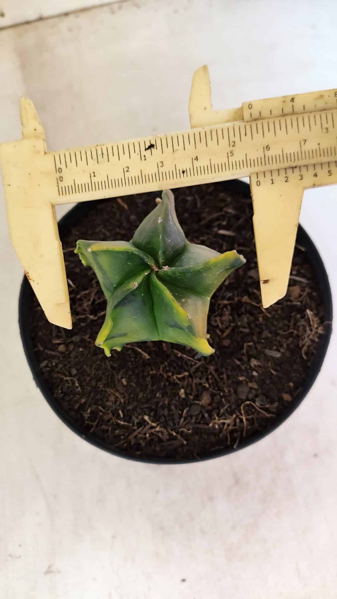 MATRIZ ASTROPHYTUM Myriostigma "Variegata" Nº 1180 – vaso 15 - foto 5