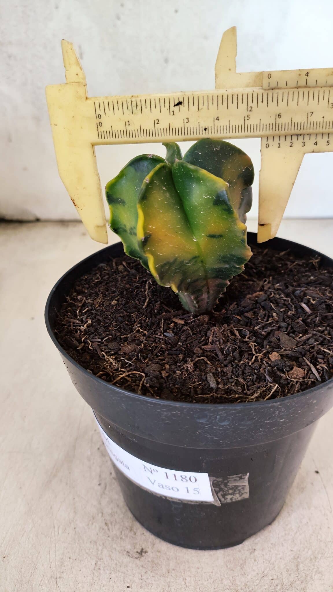 MATRIZ ASTROPHYTUM Myriostigma "Variegata" Nº 1180 – vaso 15 - foto 4