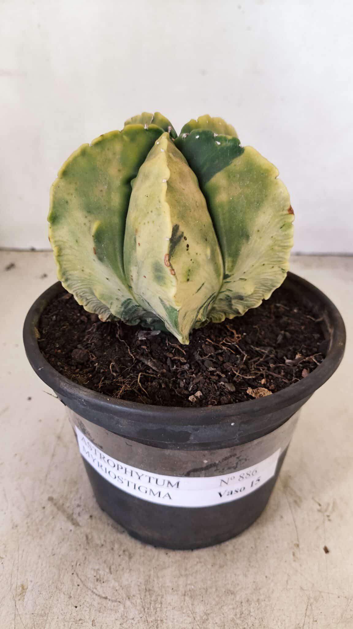 ASTROPHYTUM MYRIOSTIGMA "Variegata" Nº 886 – vaso 15 - foto 2