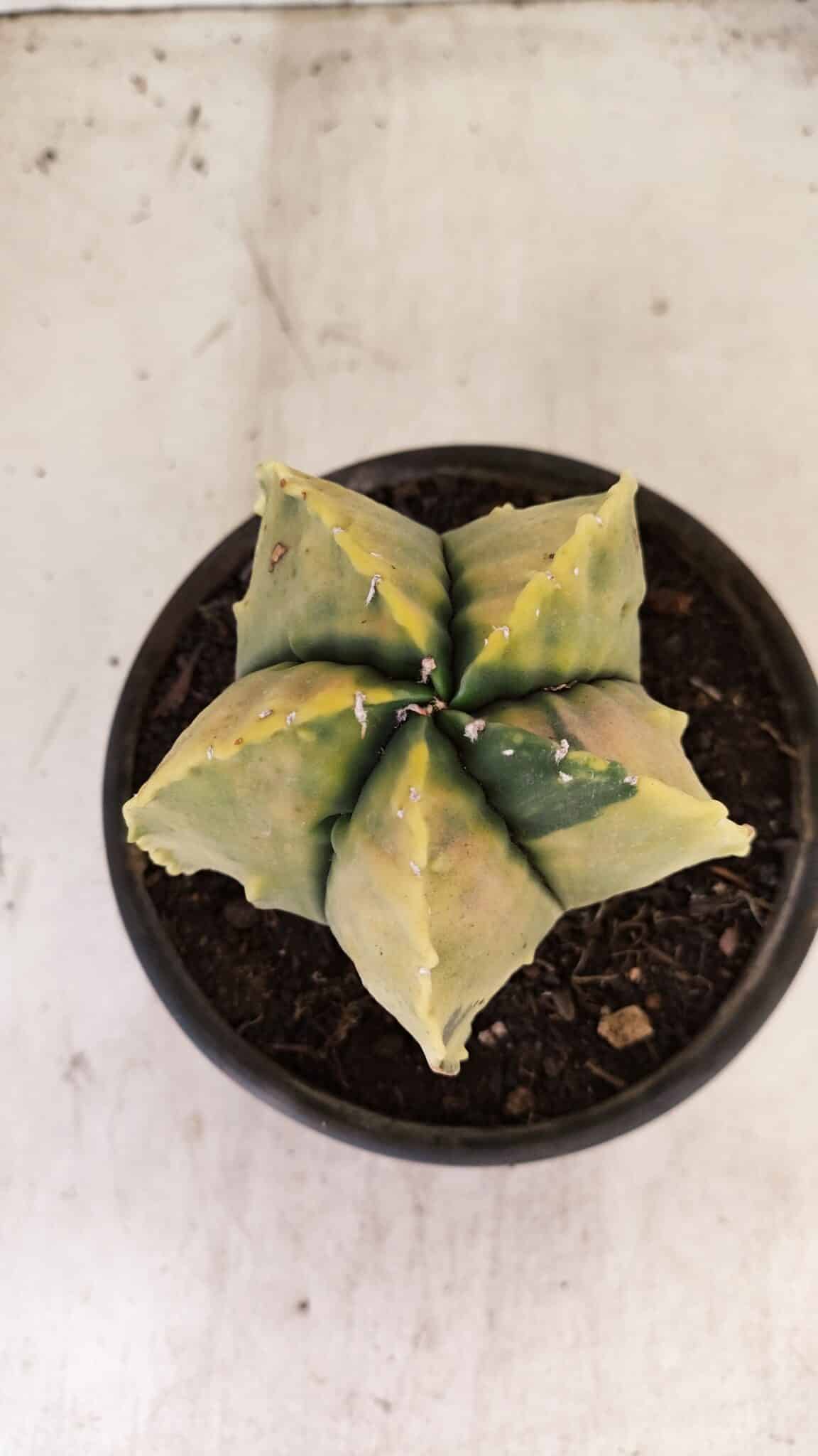 ASTROPHYTUM MYRIOSTIGMA "Variegata" Nº 886 – vaso 15 - foto 3