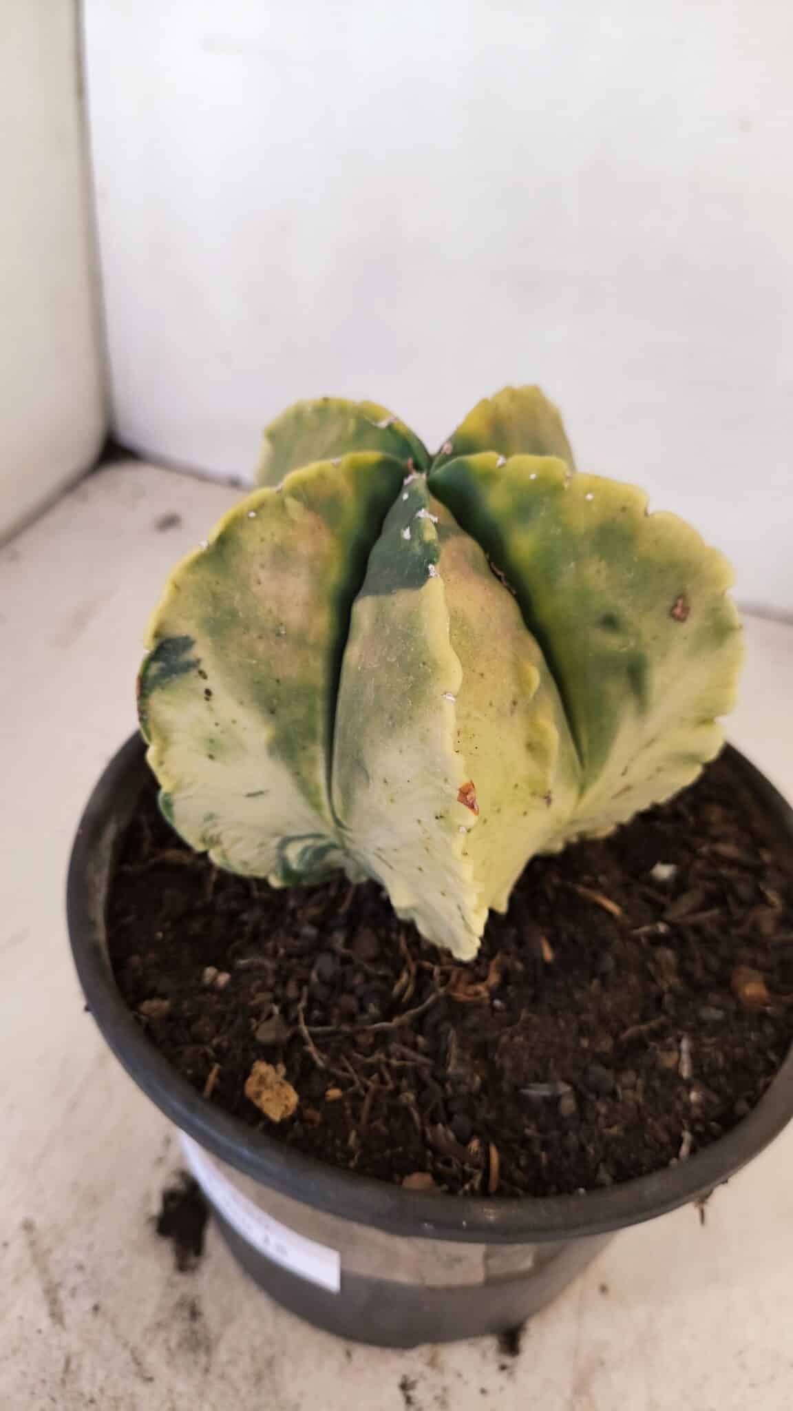ASTROPHYTUM MYRIOSTIGMA "Variegata" Nº 886 – vaso 15 - foto 9