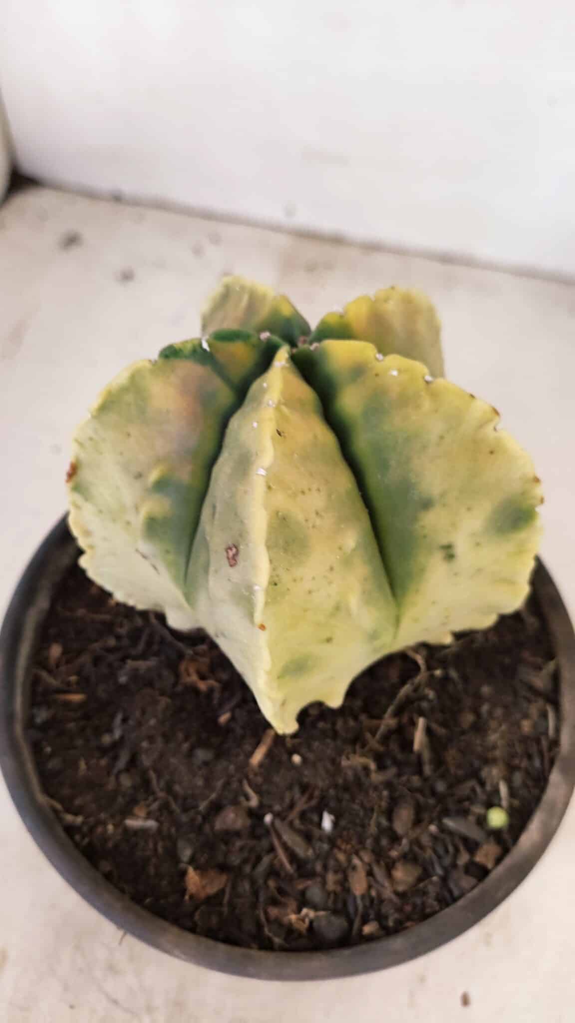 ASTROPHYTUM MYRIOSTIGMA "Variegata" Nº 886 – vaso 15 - foto 8