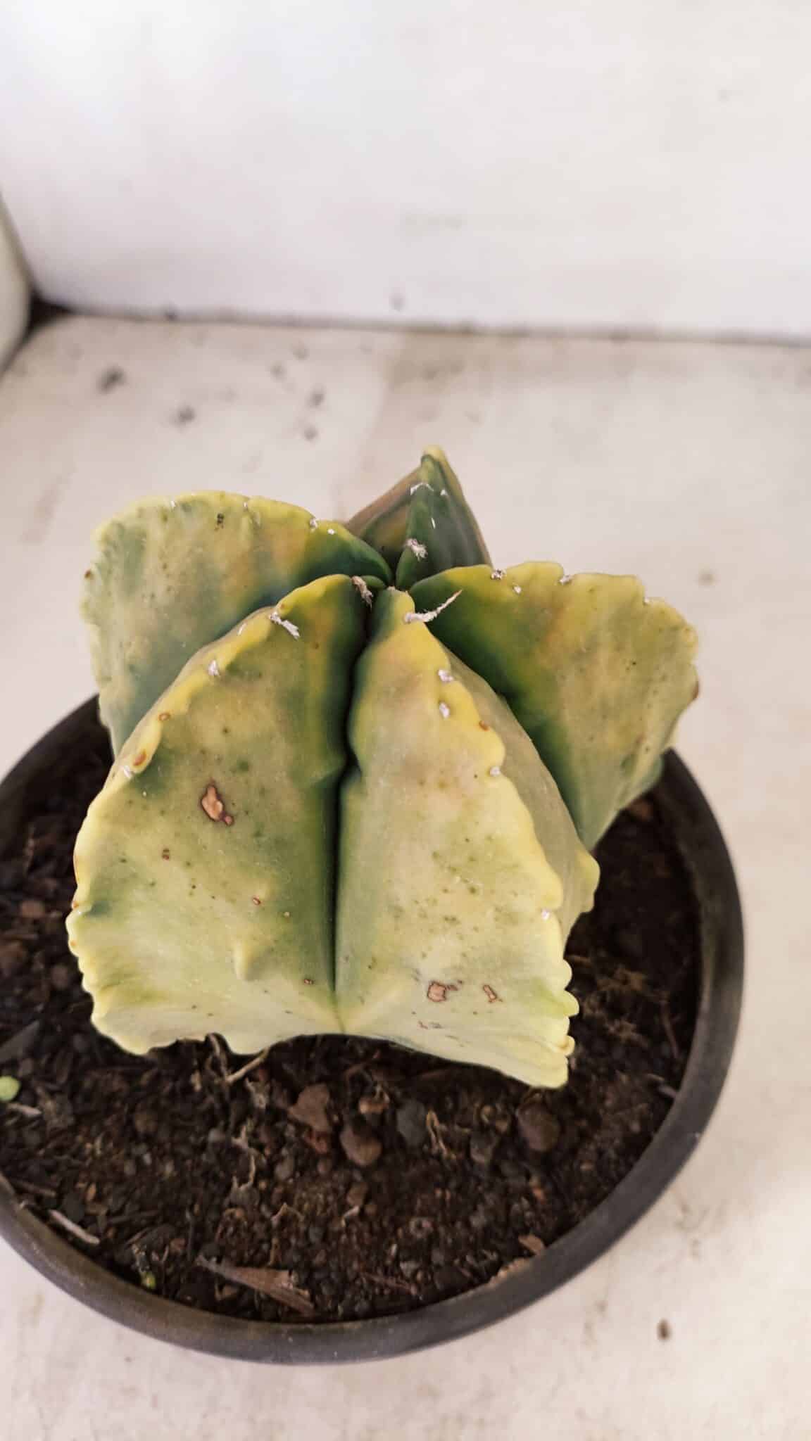 ASTROPHYTUM MYRIOSTIGMA "Variegata" Nº 886 – vaso 15 - foto 7