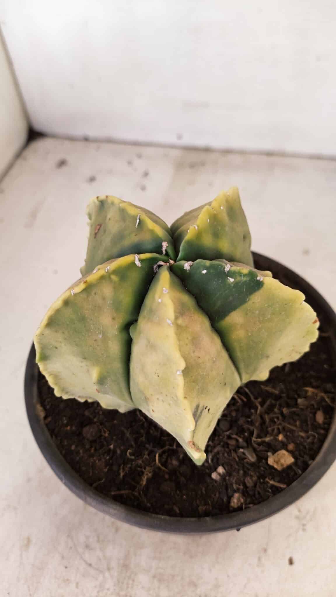 ASTROPHYTUM MYRIOSTIGMA "Variegata" Nº 886 – vaso 15 - foto 6