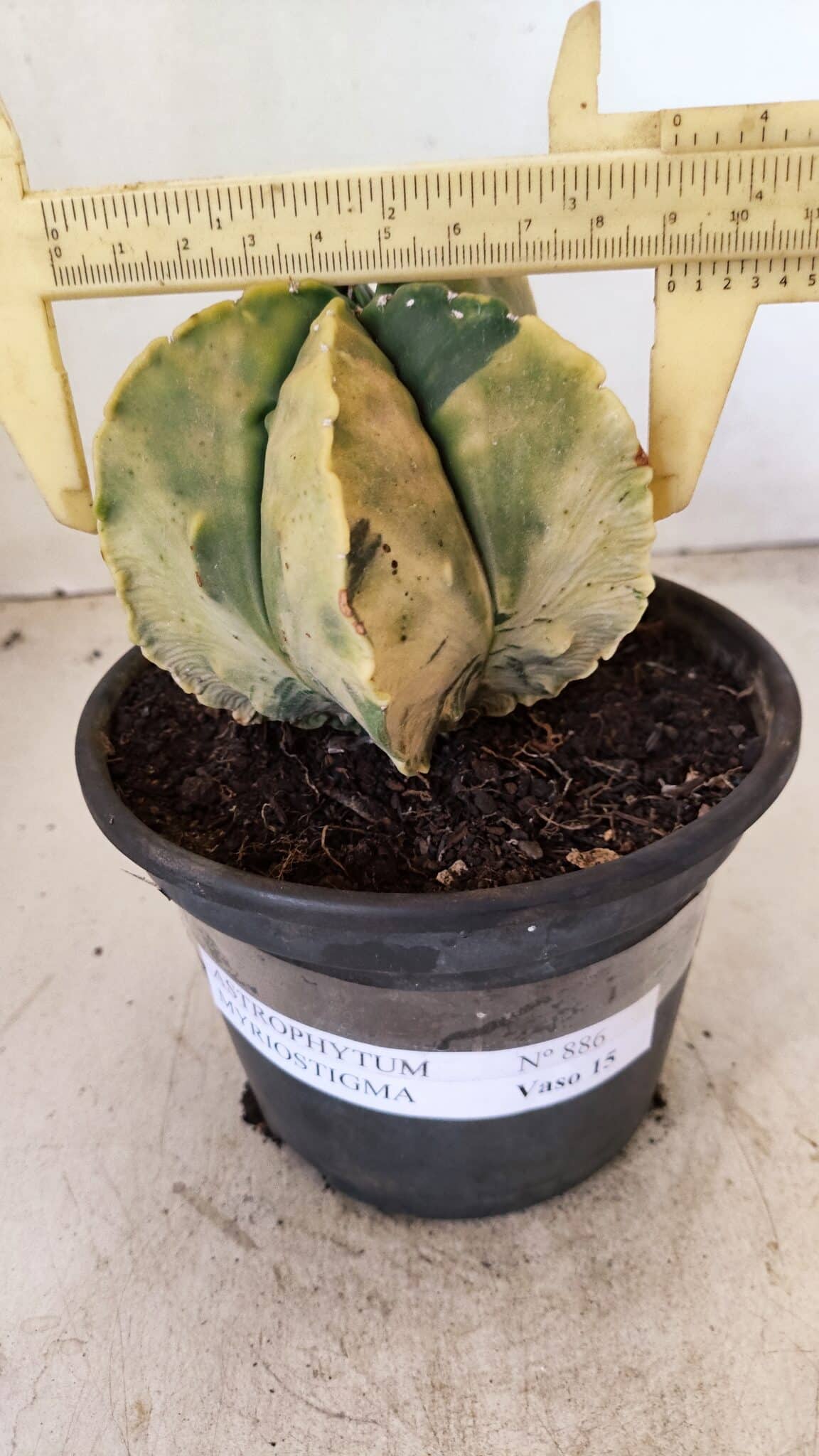 ASTROPHYTUM MYRIOSTIGMA "Variegata" Nº 886 – vaso 15 - foto 4
