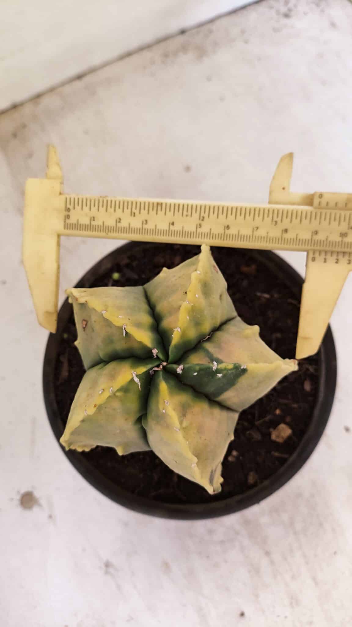ASTROPHYTUM MYRIOSTIGMA "Variegata" Nº 886 – vaso 15 - foto 5