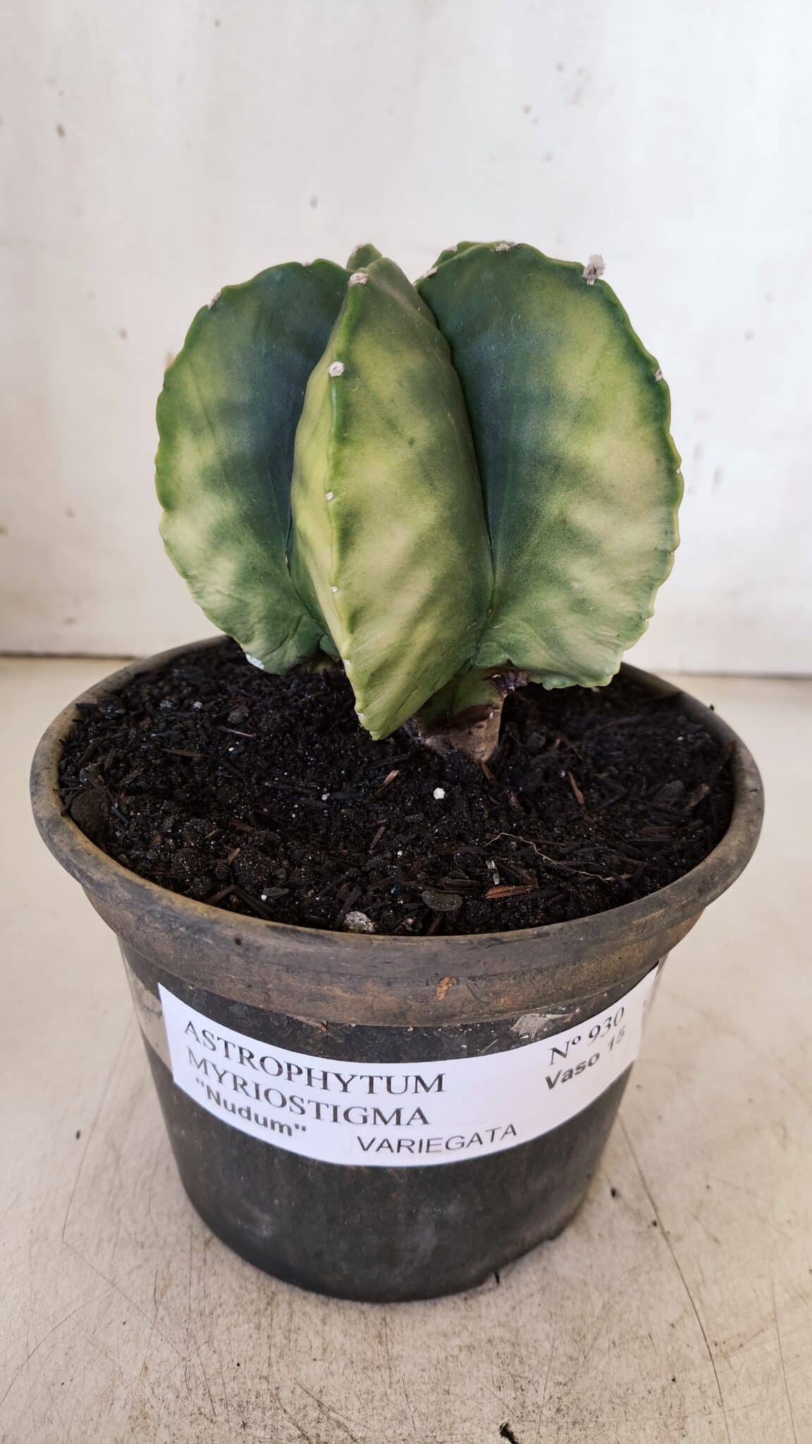 ASTROPHYTUM MYRIOSTIGMA "Variegata" Nº 930 – vaso 15