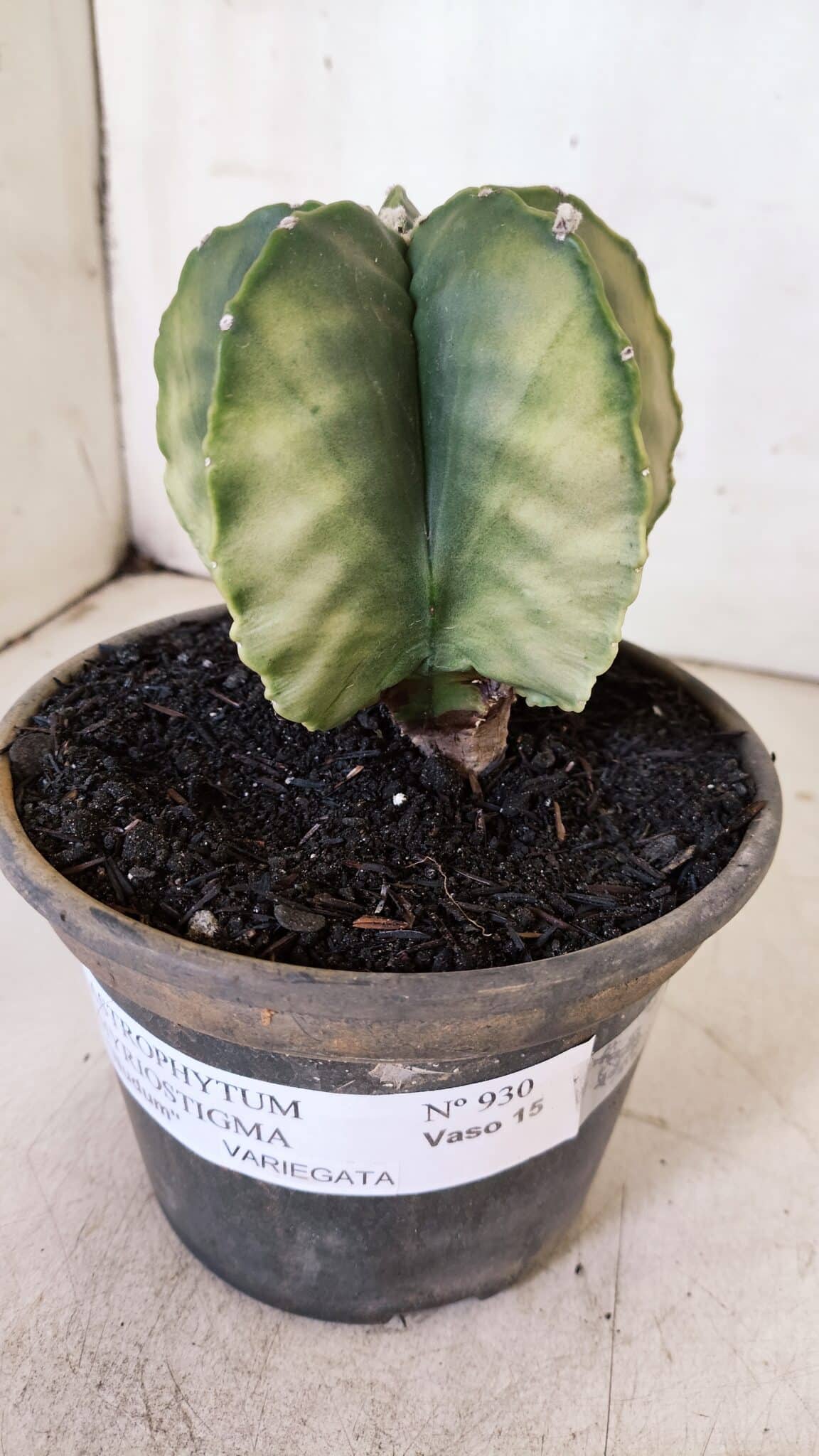 ASTROPHYTUM MYRIOSTIGMA "Variegata" Nº 930 – vaso 15