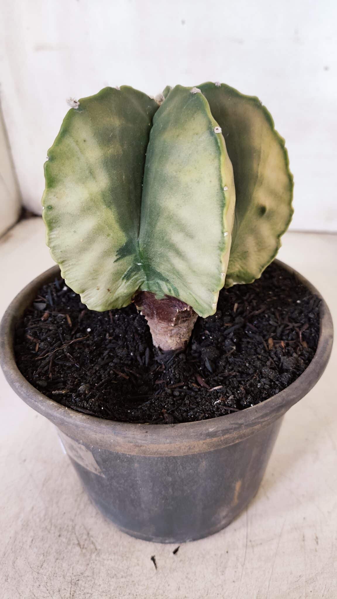 ASTROPHYTUM MYRIOSTIGMA "Variegata" Nº 930 – vaso 15