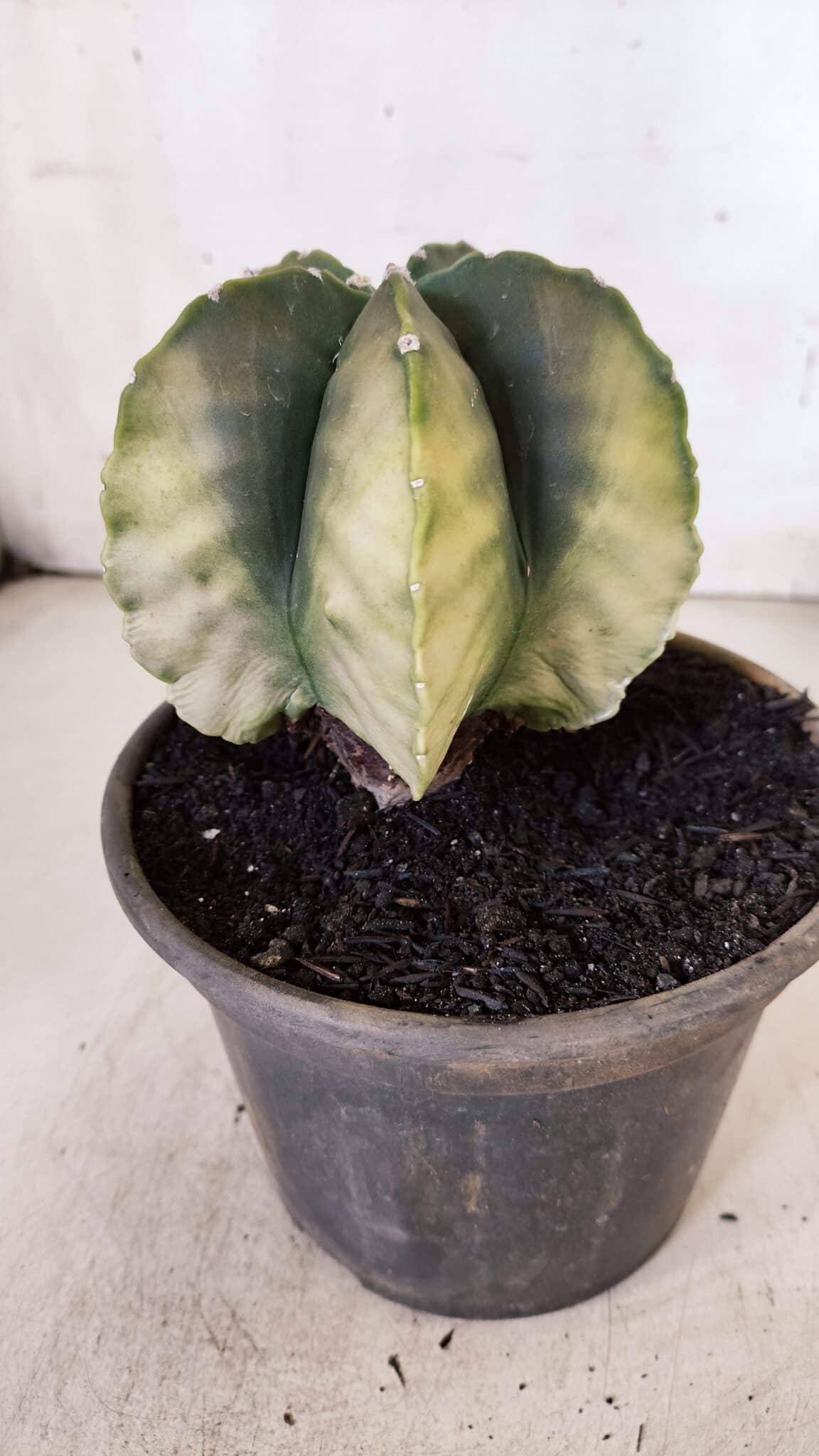 ASTROPHYTUM MYRIOSTIGMA "Variegata" Nº 930 – vaso 15