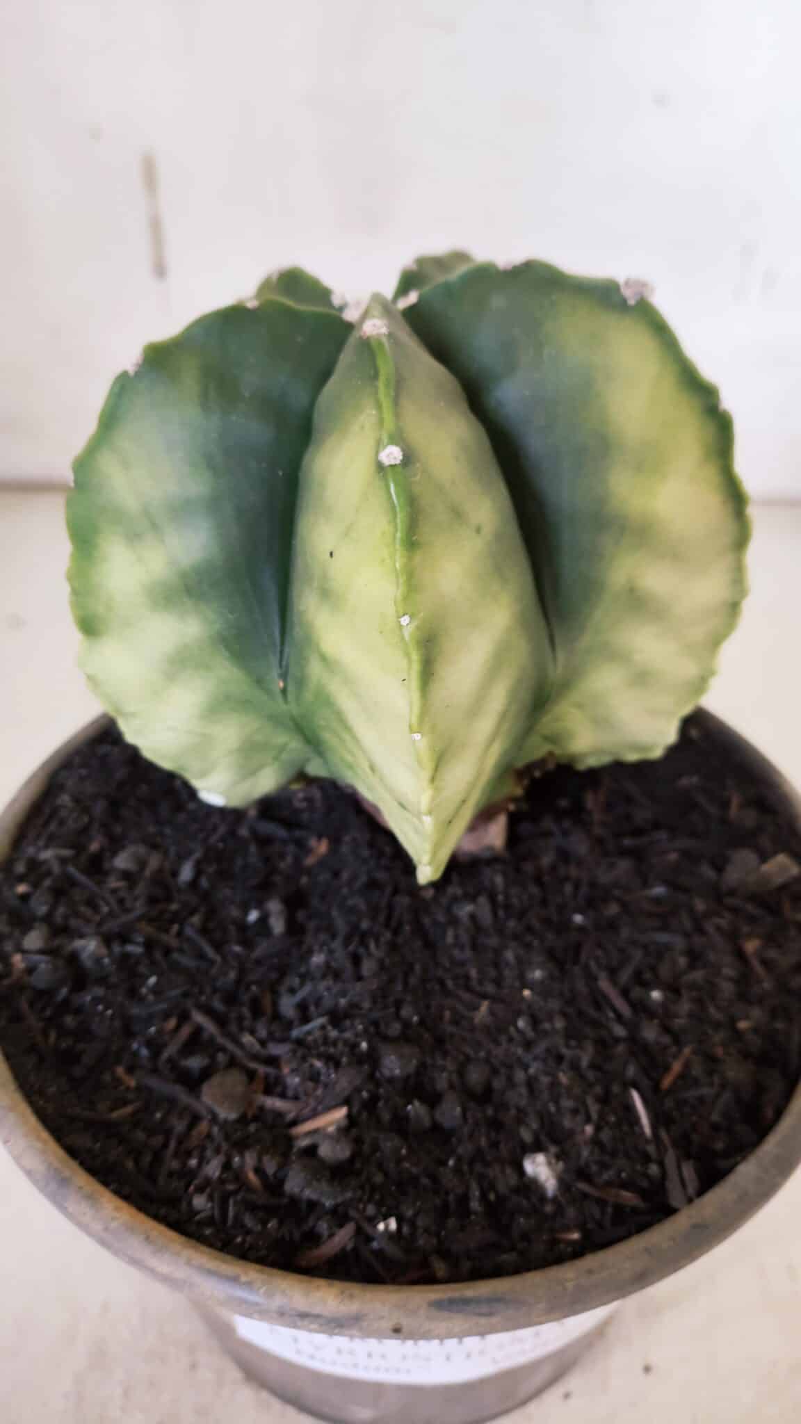 ASTROPHYTUM MYRIOSTIGMA "Variegata" Nº 930 – vaso 15