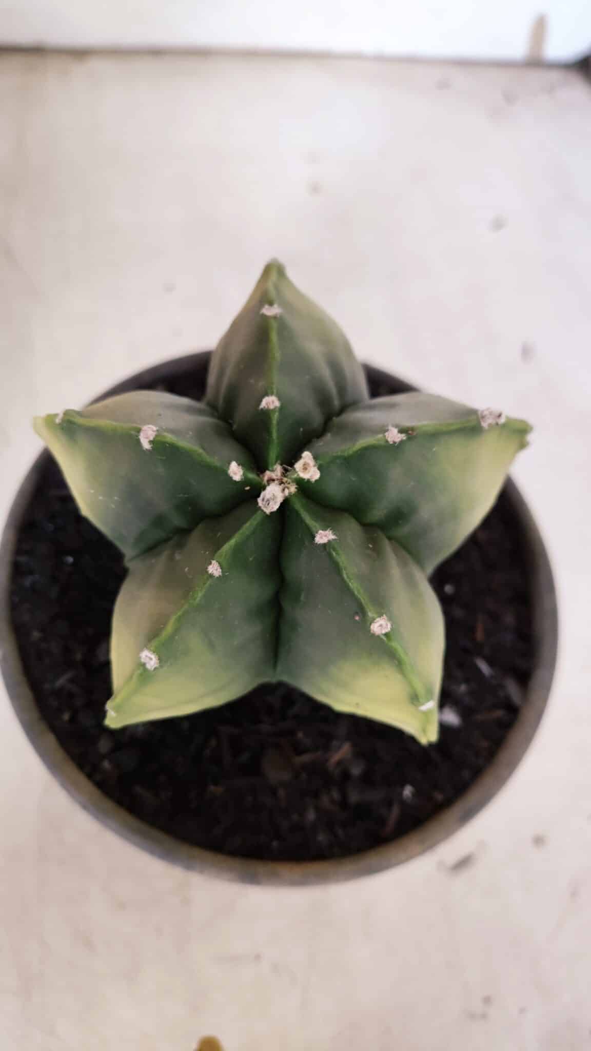 ASTROPHYTUM MYRIOSTIGMA "Variegata" Nº 930 – vaso 15