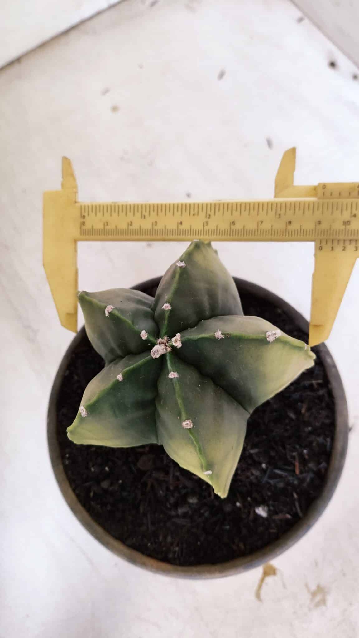 ASTROPHYTUM MYRIOSTIGMA "Variegata" Nº 930 – vaso 15