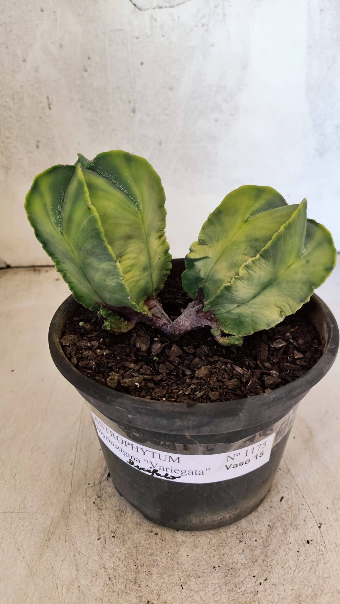 MATRIZ ASTROPHYTUM Myriostigma "Variegata - Bicéfalo" Nº 1175 – vaso 15 - foto 2