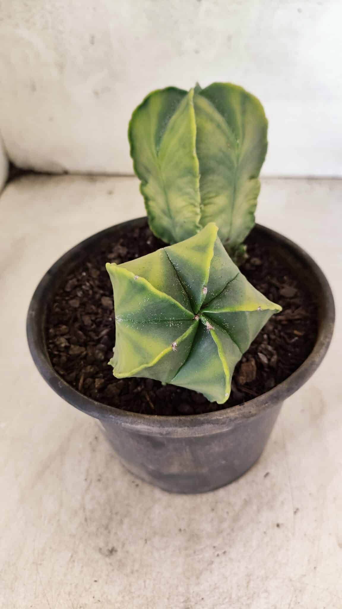 MATRIZ ASTROPHYTUM Myriostigma "Variegata - Bicéfalo" Nº 1175 – vaso 15 - foto 4
