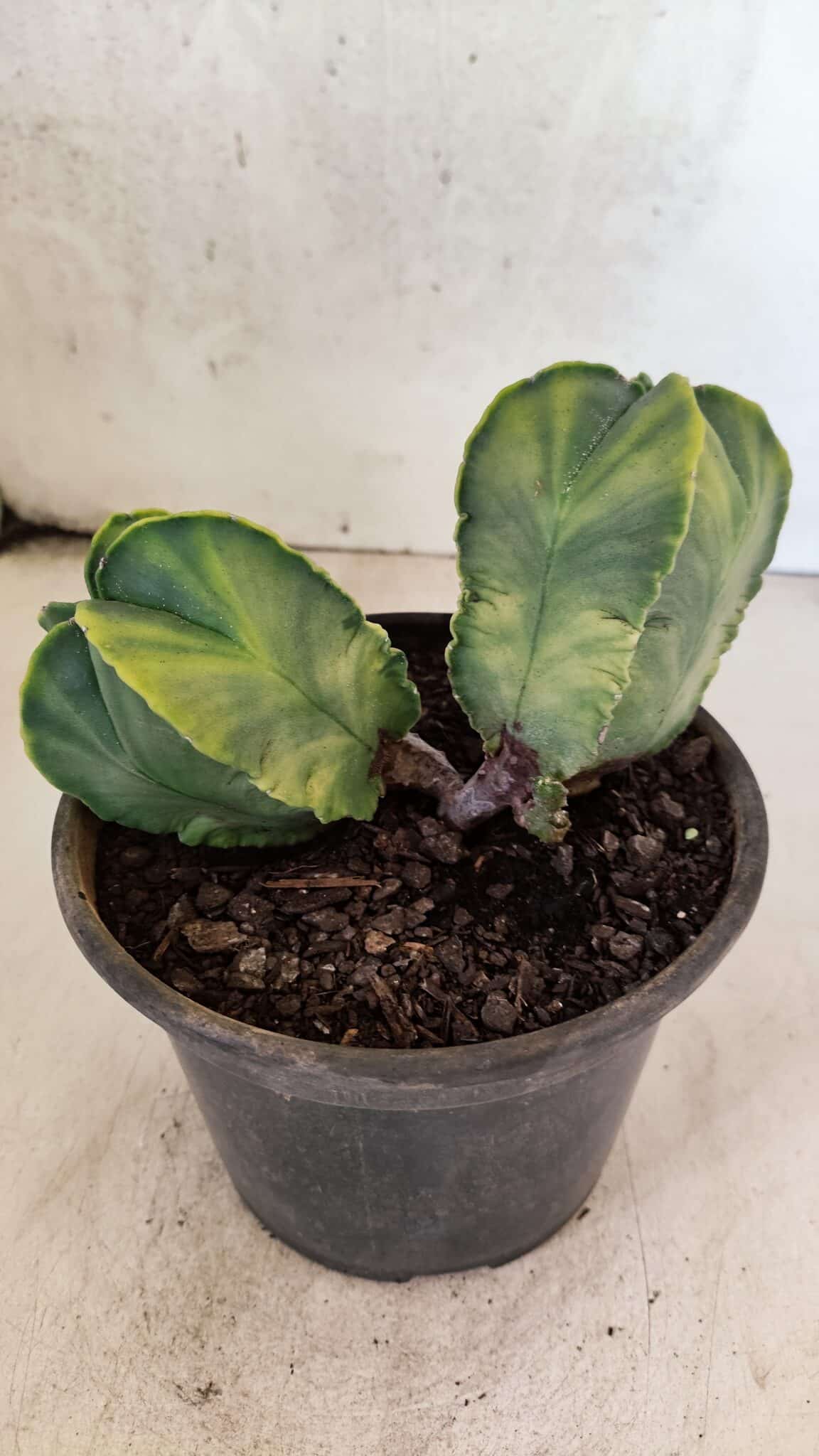 MATRIZ ASTROPHYTUM Myriostigma "Variegata - Bicéfalo" Nº 1175 – vaso 15 - foto 9
