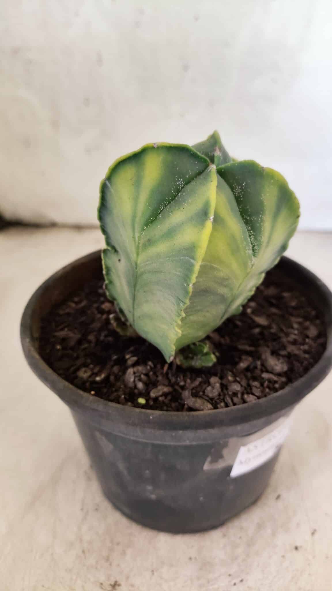 MATRIZ ASTROPHYTUM Myriostigma "Variegata - Bicéfalo" Nº 1175 – vaso 15 - foto 8