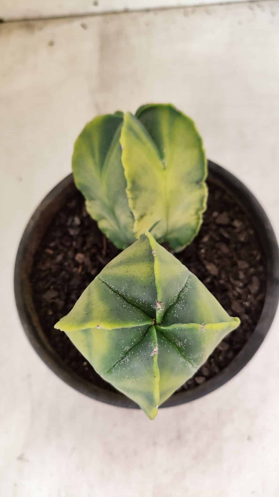 MATRIZ ASTROPHYTUM Myriostigma "Variegata - Bicéfalo" Nº 1175 – vaso 15 - foto 3