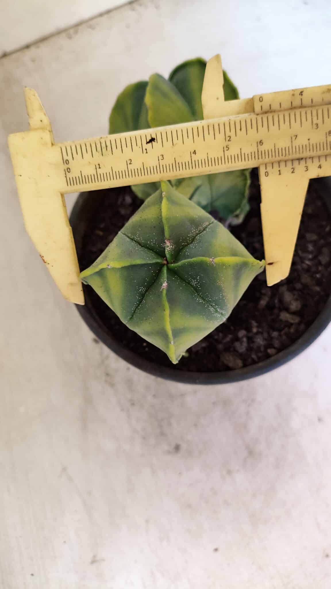 MATRIZ ASTROPHYTUM Myriostigma "Variegata - Bicéfalo" Nº 1175 – vaso 15 - foto 7
