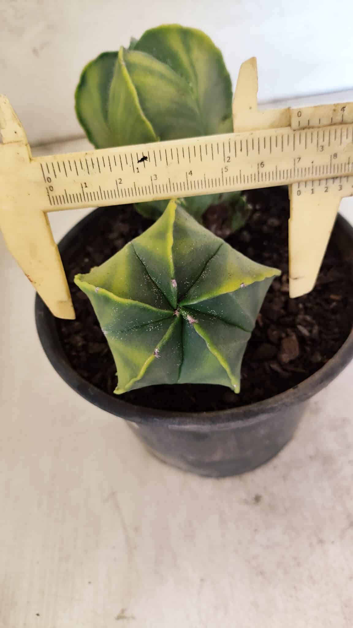 MATRIZ ASTROPHYTUM Myriostigma "Variegata - Bicéfalo" Nº 1175 – vaso 15 - foto 6