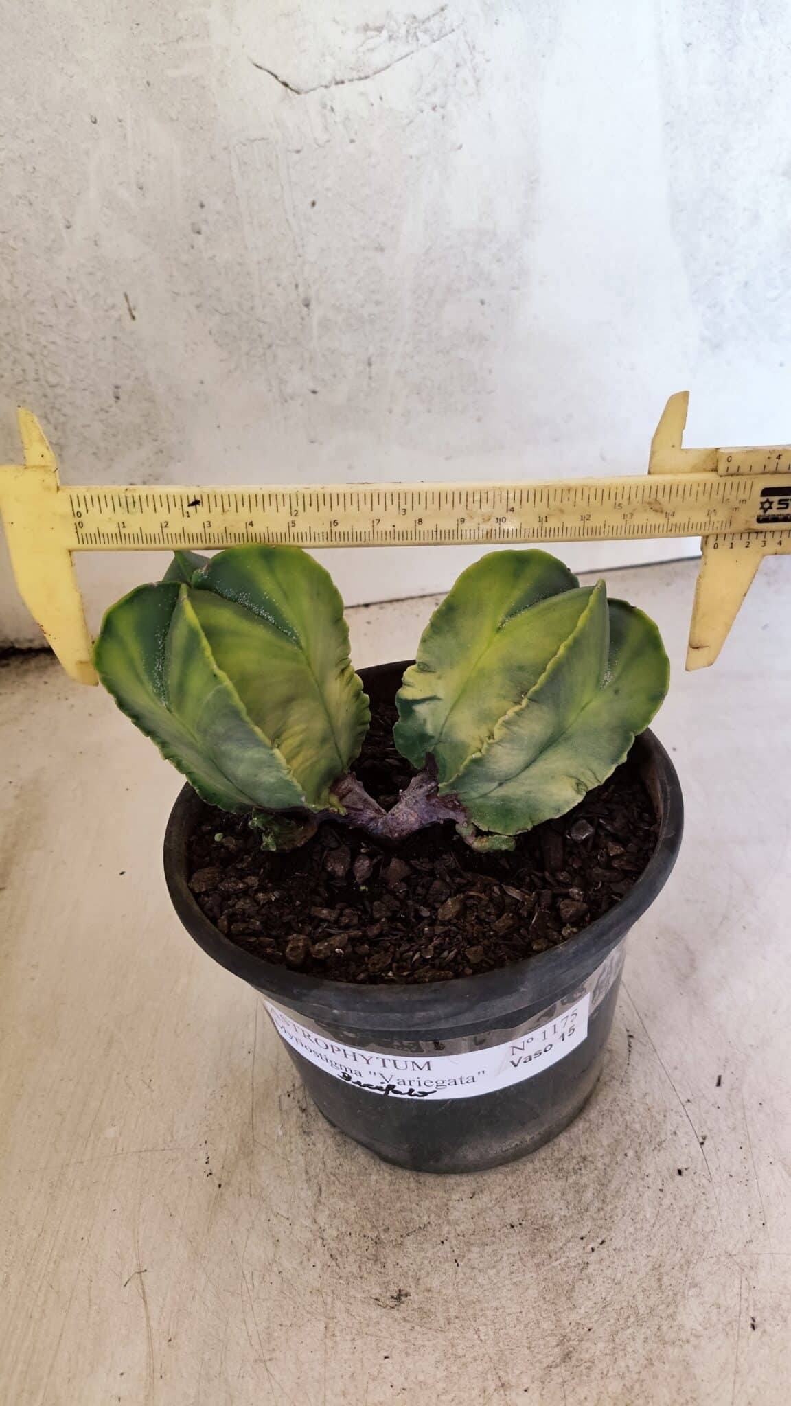 MATRIZ ASTROPHYTUM Myriostigma "Variegata - Bicéfalo" Nº 1175 – vaso 15 - foto 5