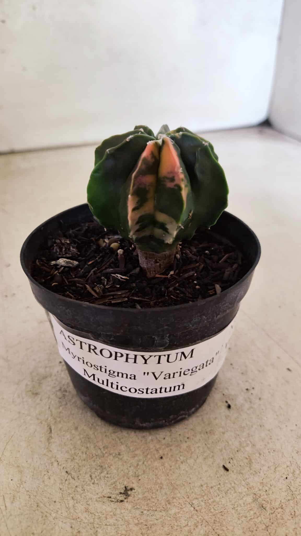 ASTROPHYTUM MYRIOSTIGMA Nº 1137  "Variegata - Multicostatum" - vaso 09 - foto 2