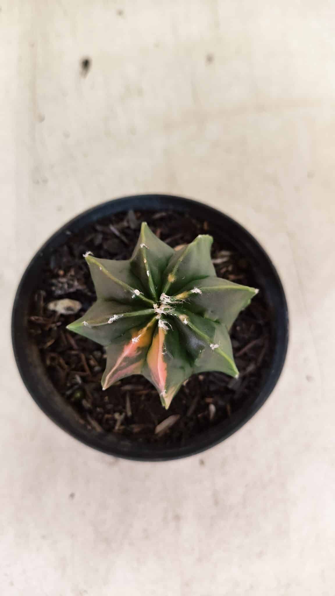 ASTROPHYTUM MYRIOSTIGMA Nº 1137  "Variegata - Multicostatum" - vaso 09 - foto 3