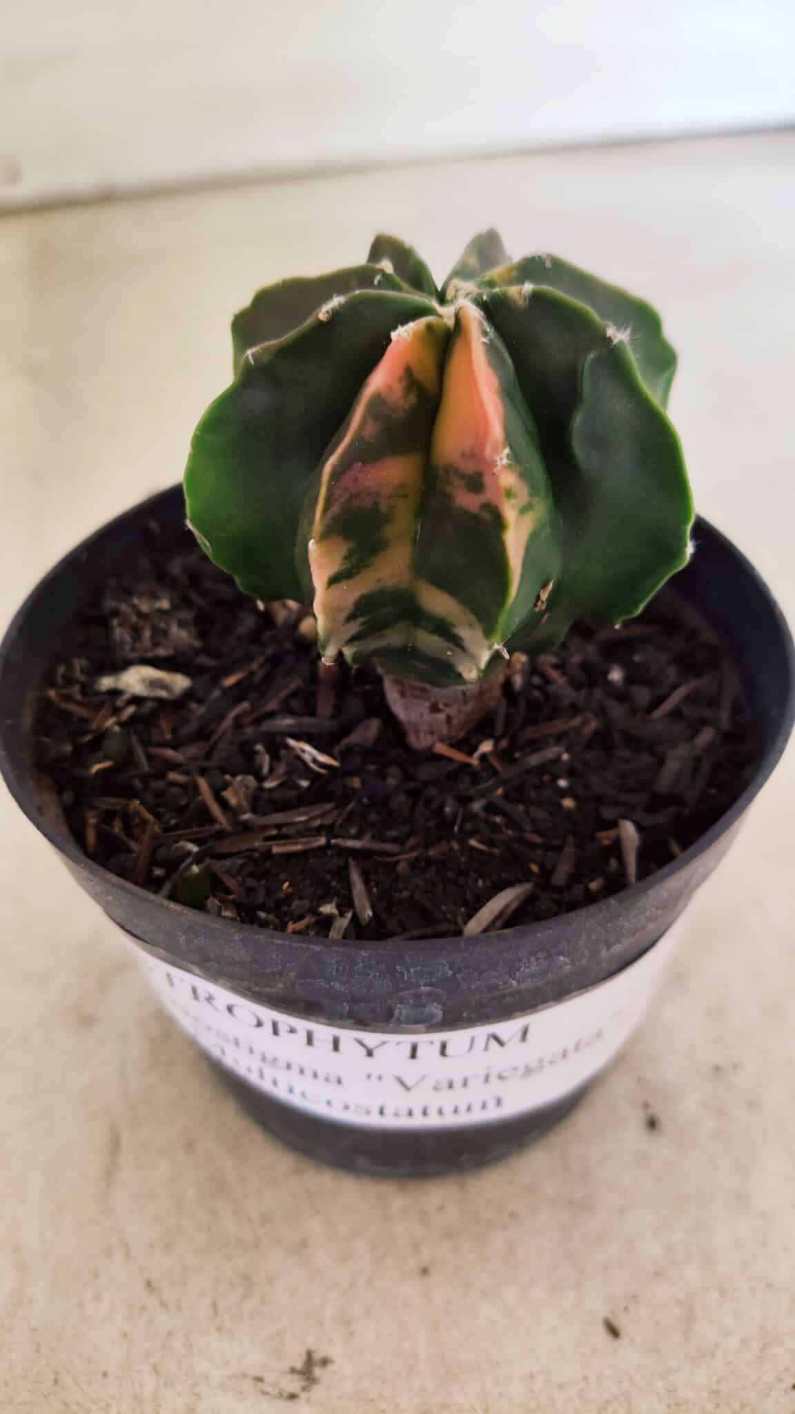 ASTROPHYTUM MYRIOSTIGMA Nº 1137  "Variegata - Multicostatum" - vaso 09 - foto 6