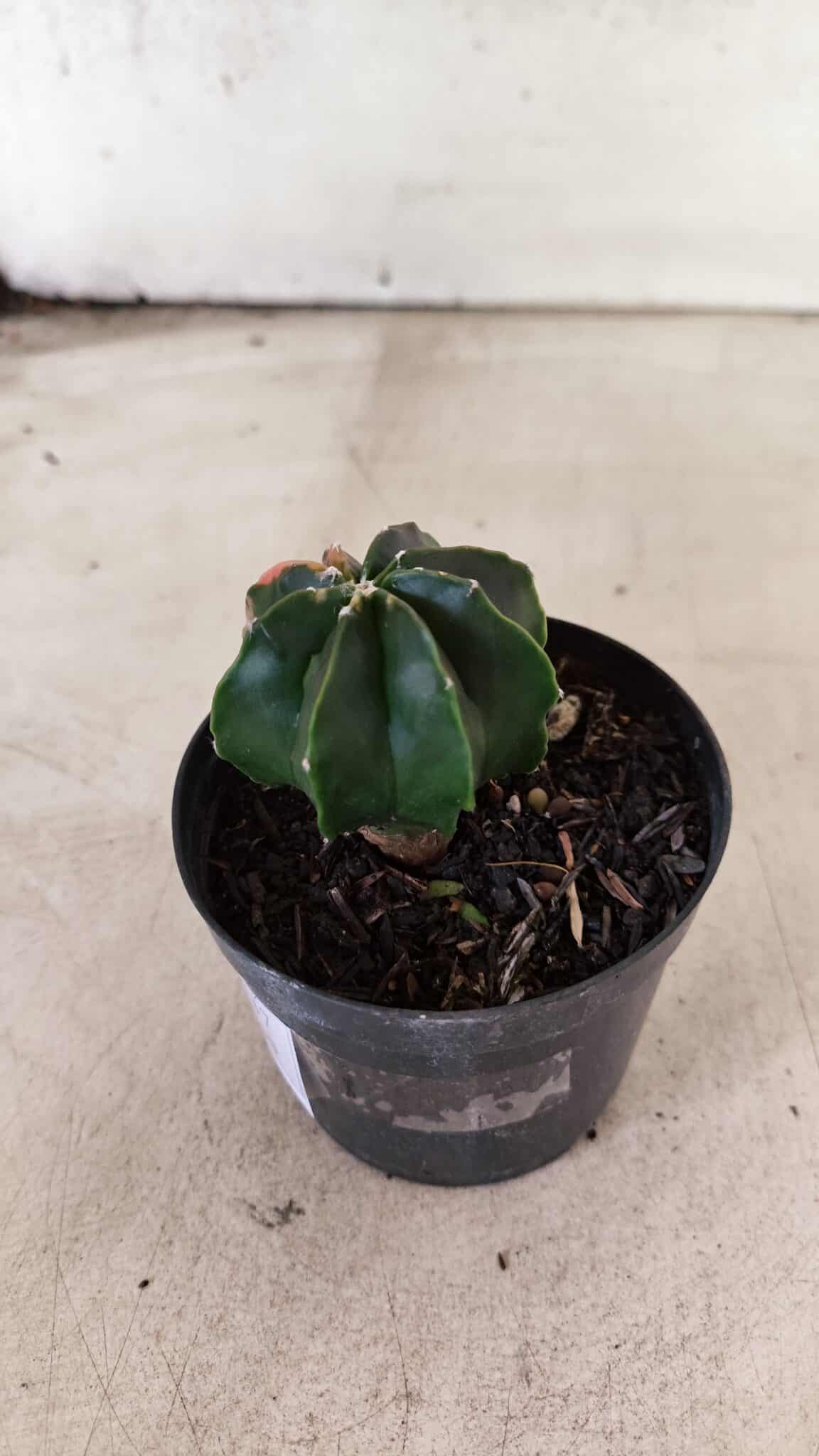 ASTROPHYTUM MYRIOSTIGMA Nº 1137  "Variegata - Multicostatum" - vaso 09 - foto 8