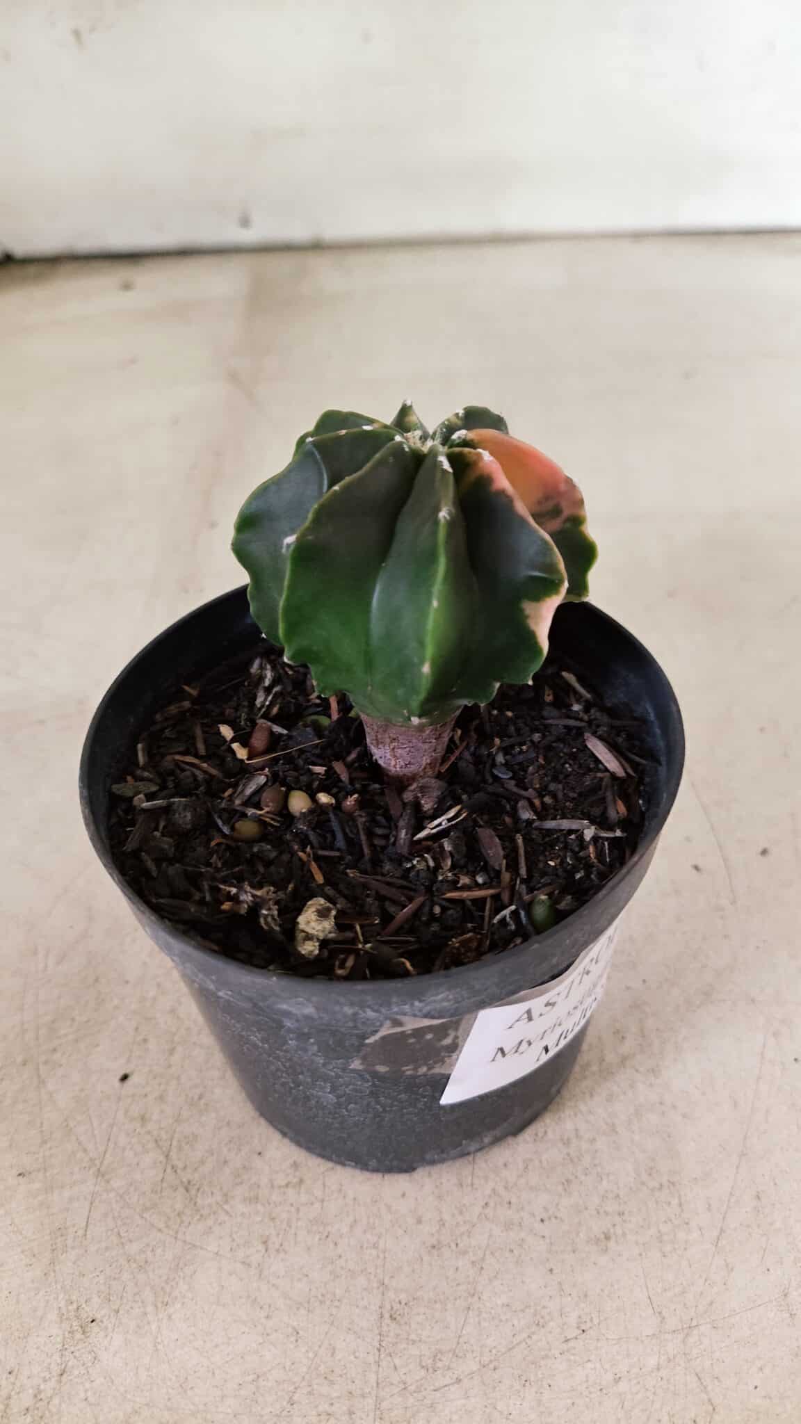 ASTROPHYTUM MYRIOSTIGMA Nº 1137  "Variegata - Multicostatum" - vaso 09 - foto 7