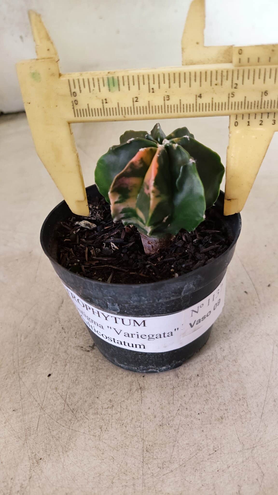 ASTROPHYTUM MYRIOSTIGMA Nº 1137  "Variegata - Multicostatum" - vaso 09 - foto 4