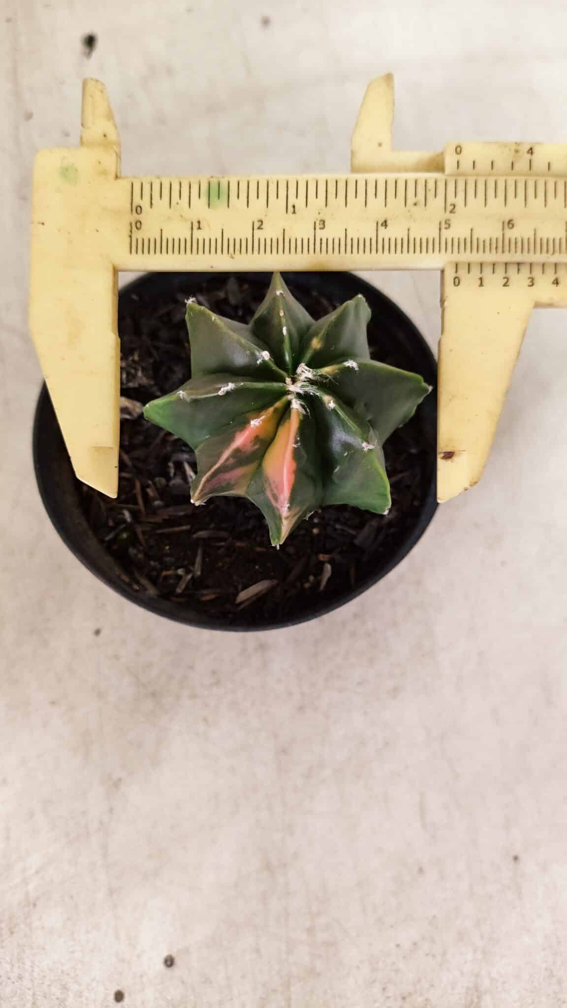 ASTROPHYTUM MYRIOSTIGMA Nº 1137  "Variegata - Multicostatum" - vaso 09 - foto 5