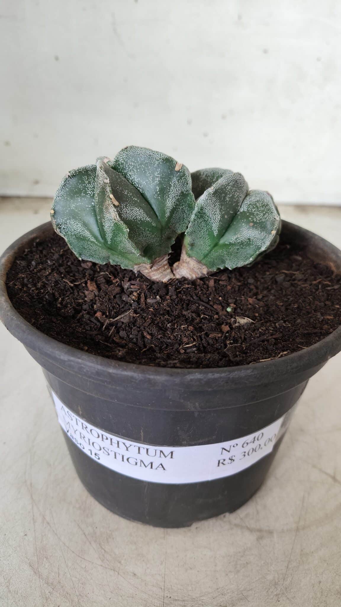 ASTROPHYTUM MYRIOSTIGMA BICÉFALO Nº 640 – vaso 15