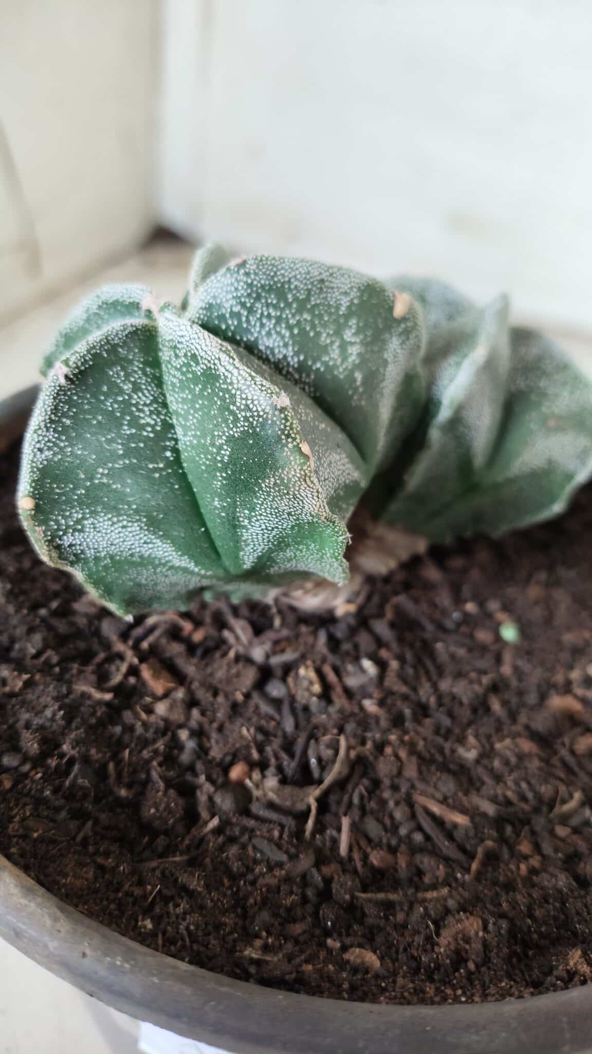 ASTROPHYTUM MYRIOSTIGMA BICÉFALO Nº 640 – vaso 15