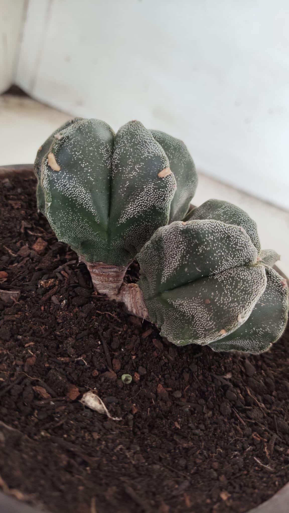 ASTROPHYTUM MYRIOSTIGMA BICÉFALO Nº 640 – vaso 15