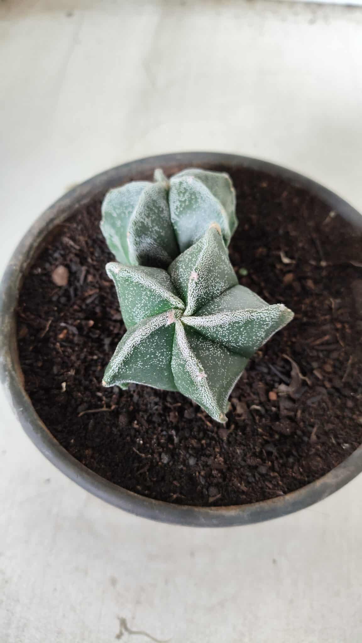 ASTROPHYTUM MYRIOSTIGMA BICÉFALO Nº 640 – vaso 15