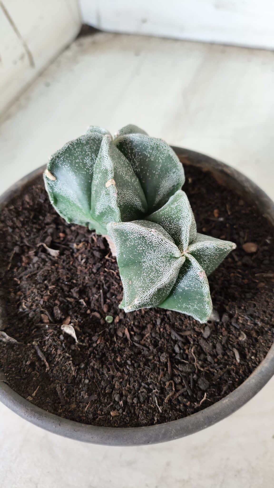 ASTROPHYTUM MYRIOSTIGMA BICÉFALO Nº 640 – vaso 15
