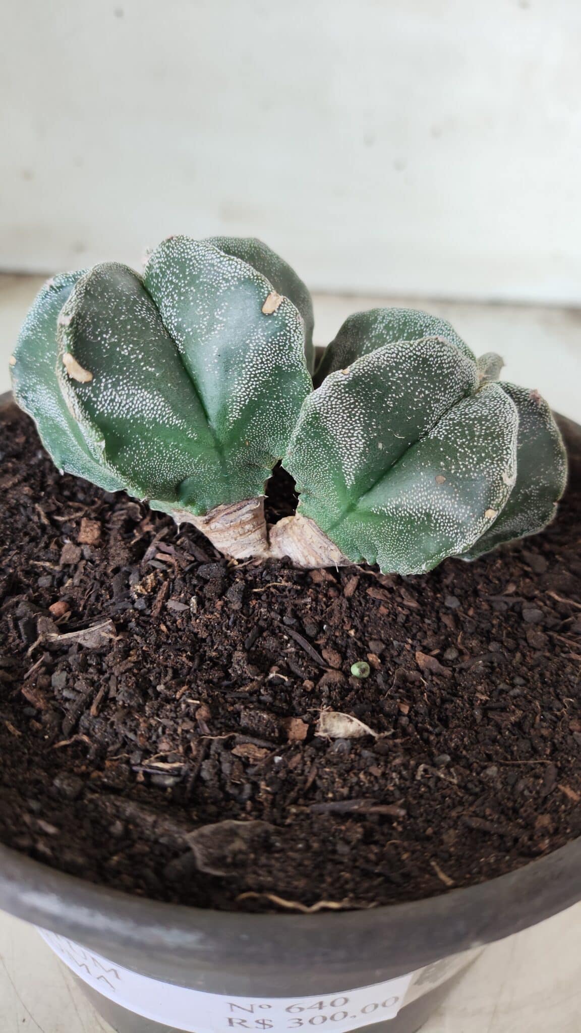 ASTROPHYTUM MYRIOSTIGMA BICÉFALO Nº 640 – vaso 15